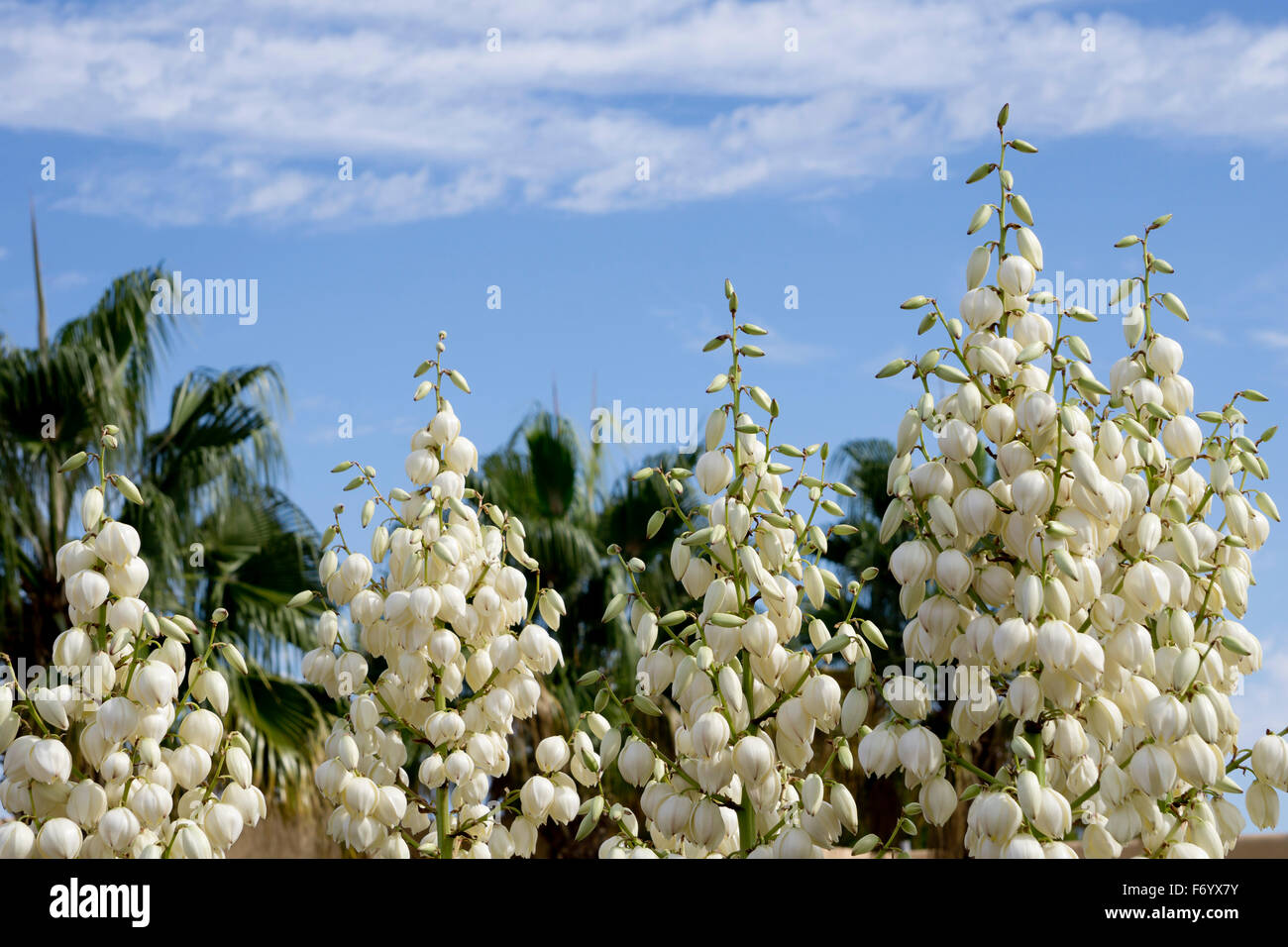 Yucca flowers against a blue sky Stock Photo