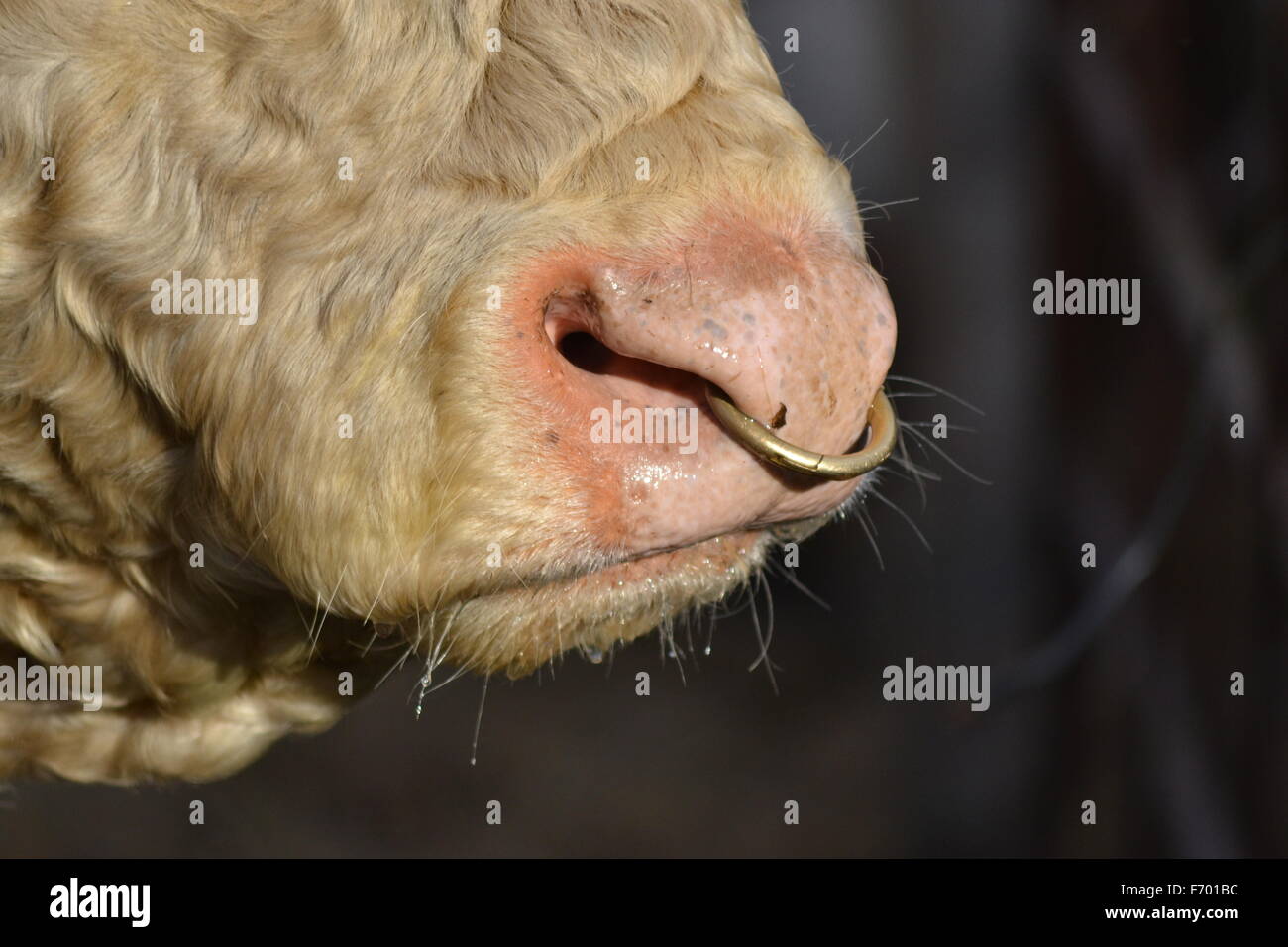 close up of bull with ring in nose Stock Photo