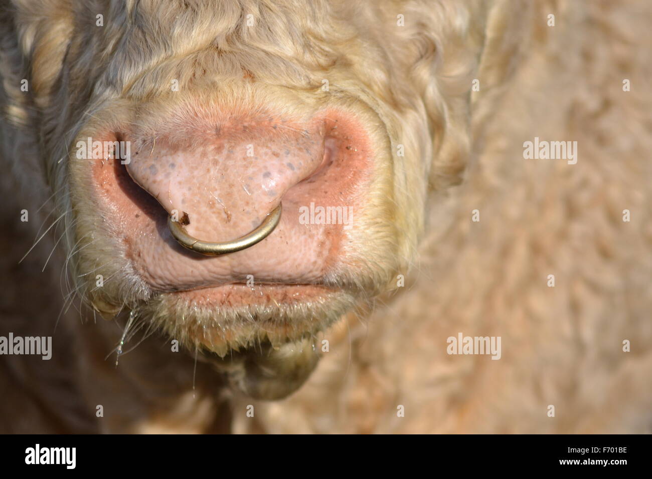 close up of a bull with ring in nose Stock Photo