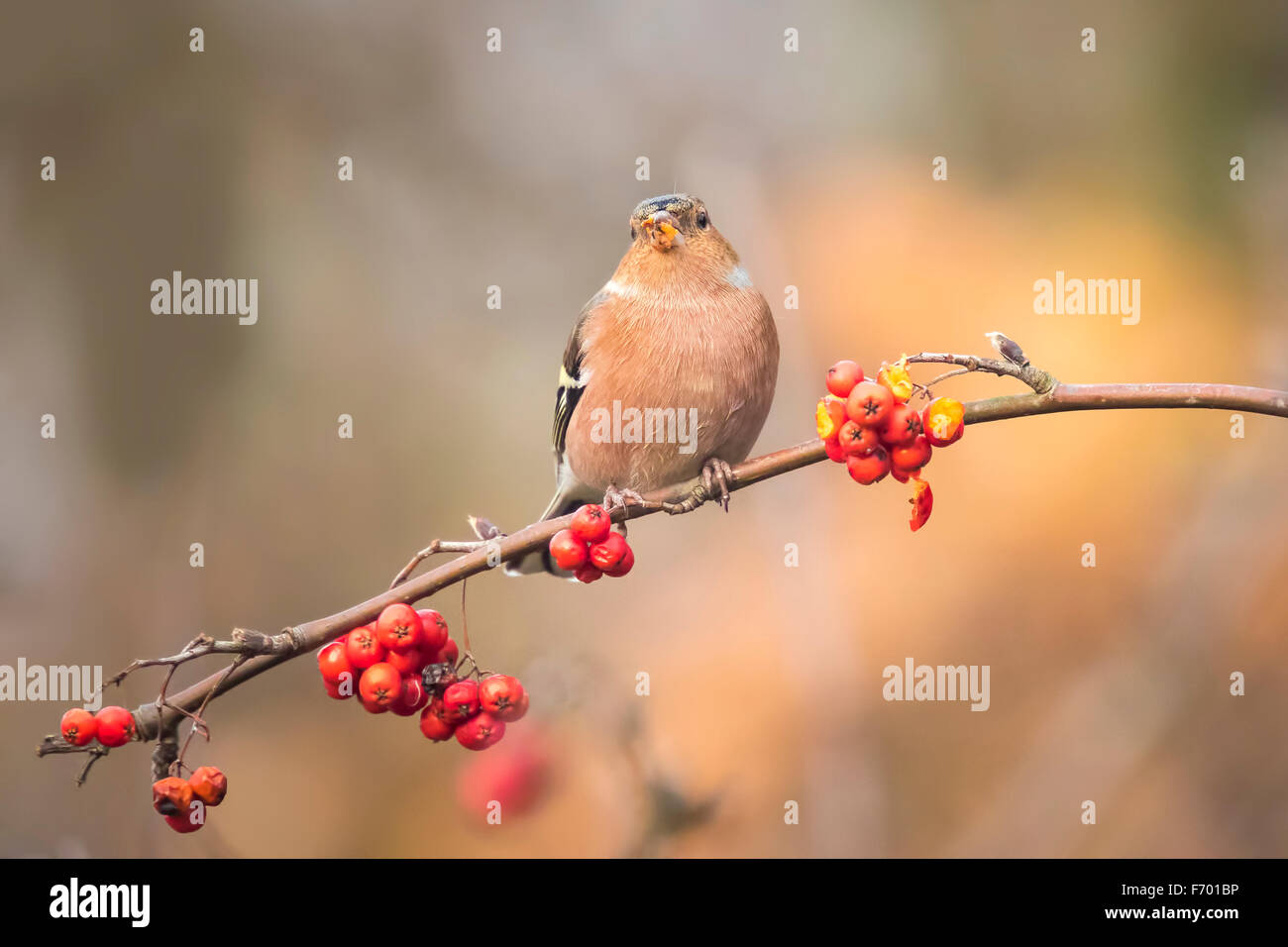 A male chaffinch, Fringilla coelebs, eating Sorbus, rowan, berries from a tree. Fall colors are clearly visible. Stock Photo