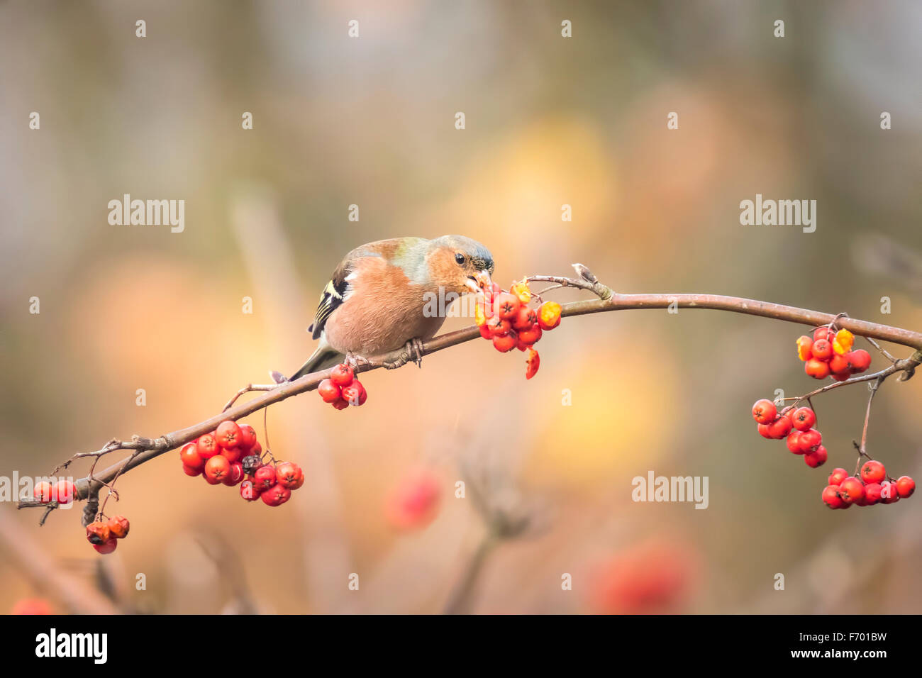 A male chaffinch, Fringilla coelebs, eating Sorbus, rowan, berries from a tree. Fall colors are clearly visible. Stock Photo
