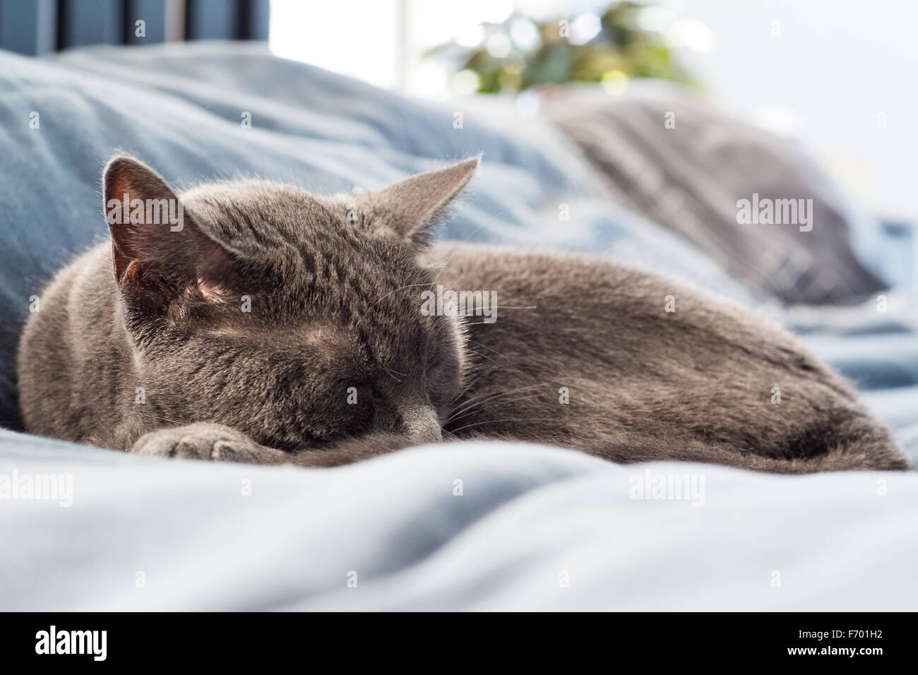 A grey cat napping on a bed Stock Photo