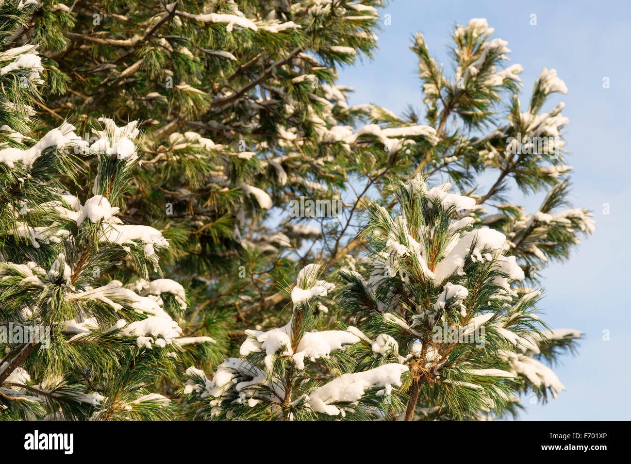 Pine Tree Covered in Snow Stock Photo - Alamy