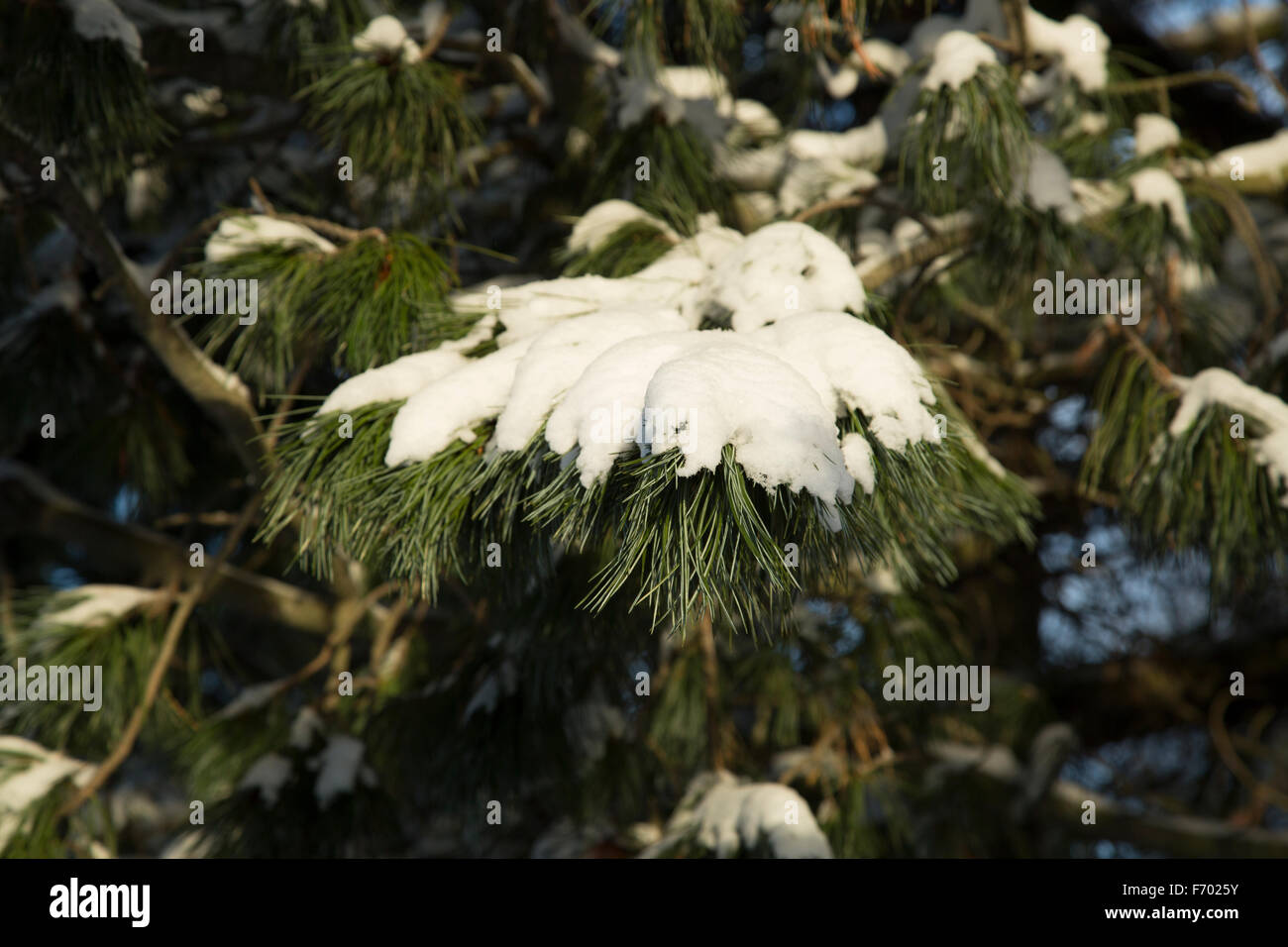 Pine Tree Covered in Snow Stock Photo - Alamy