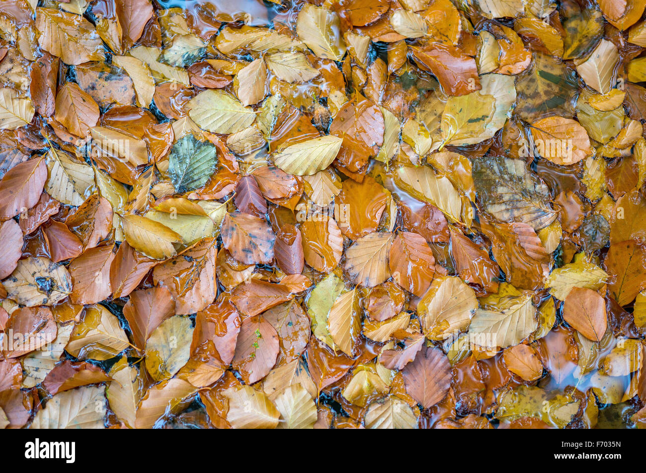 Many wet fallen beech tree leaves Fagus sylvatica Stock Photo