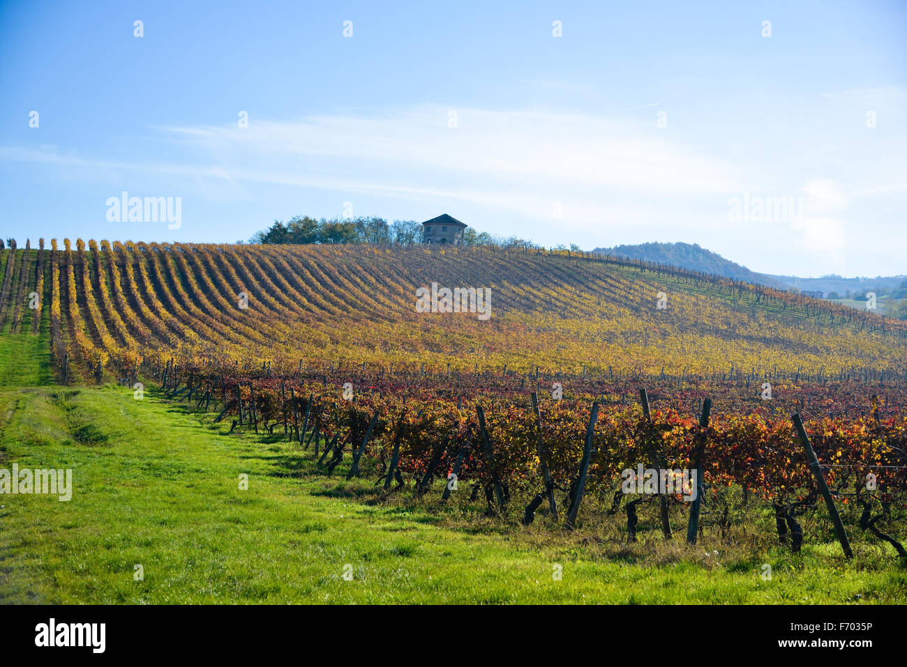 vineyard planted with Barbera in the Italian Oltrepò Pavese,italy Stock Photo
