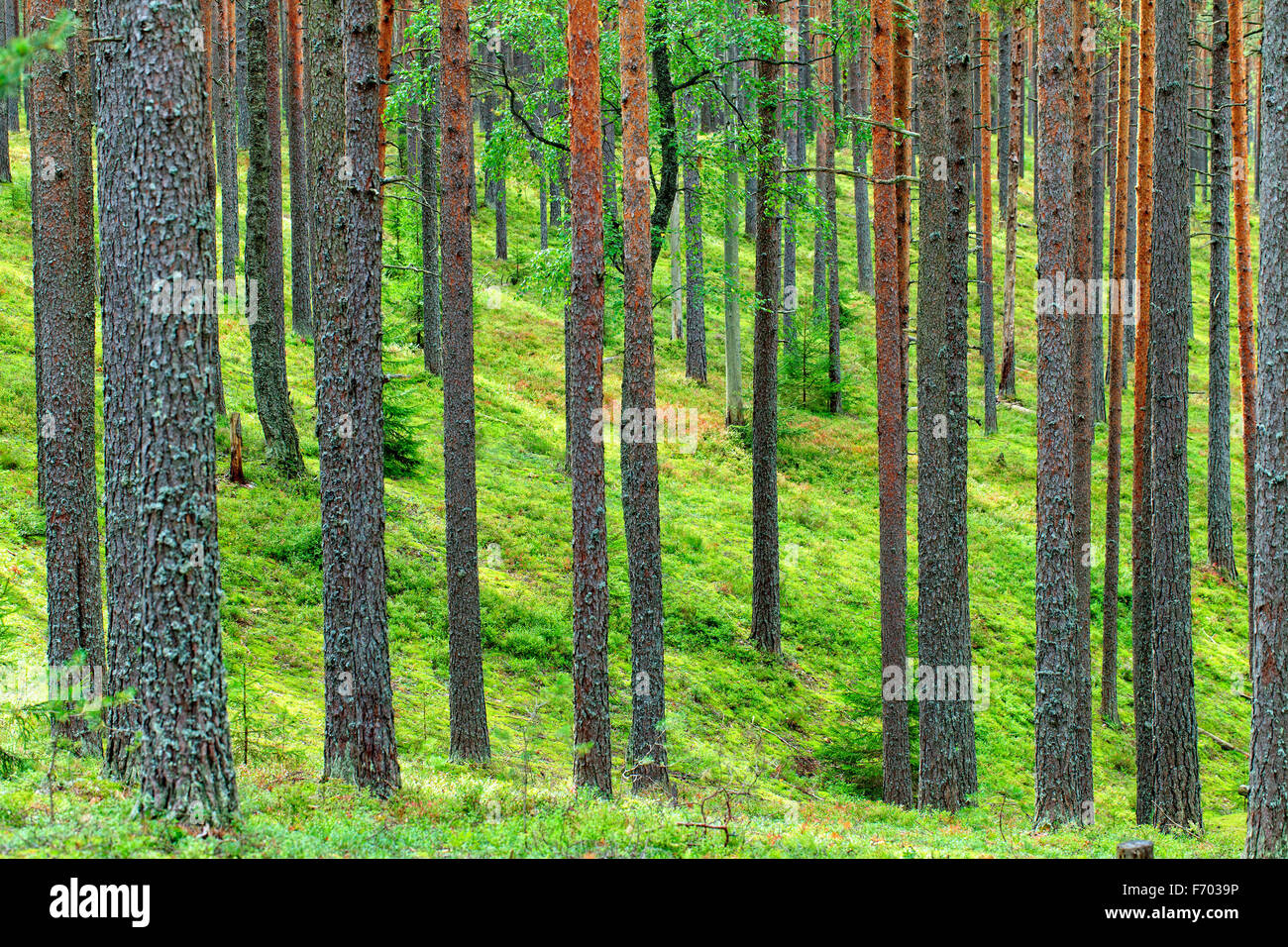 Sunny dense pine forest spring hi-res stock photography and images - Alamy