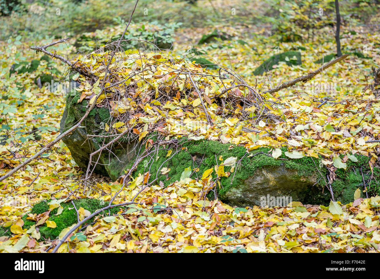 Mossy boulder covered with fallen autumn leaves Stock Photo
