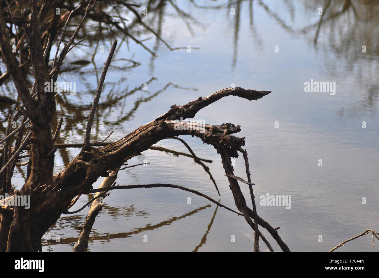 branches reflected in flat water Stock Photo