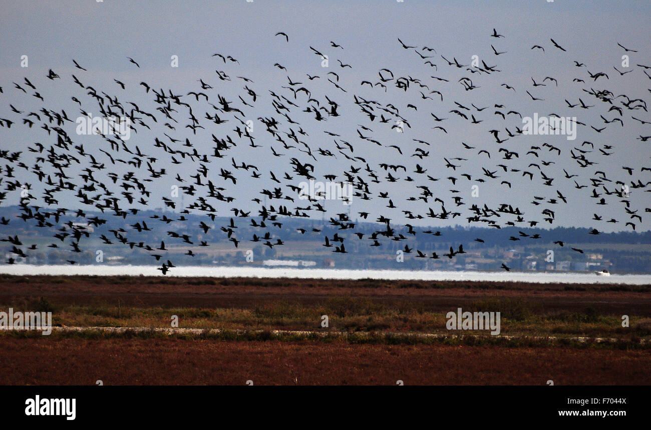 flock of birds flying over river bank Stock Photo