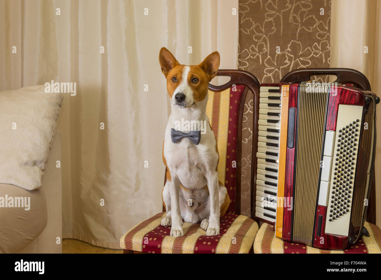 Adorable basenji dog wearing bow tie sitting on a chair next to an ...