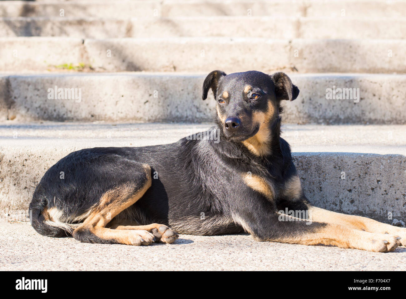 Black mix breed dog lying on the staircase in the park on the sun Stock Photo