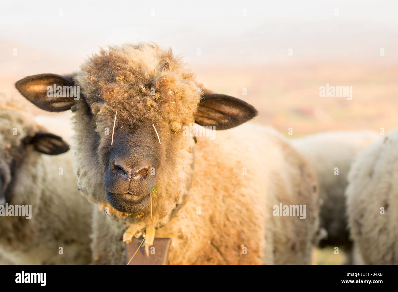 Portrait of a cute sheep grazing in the field with grass in her mouth Stock Photo