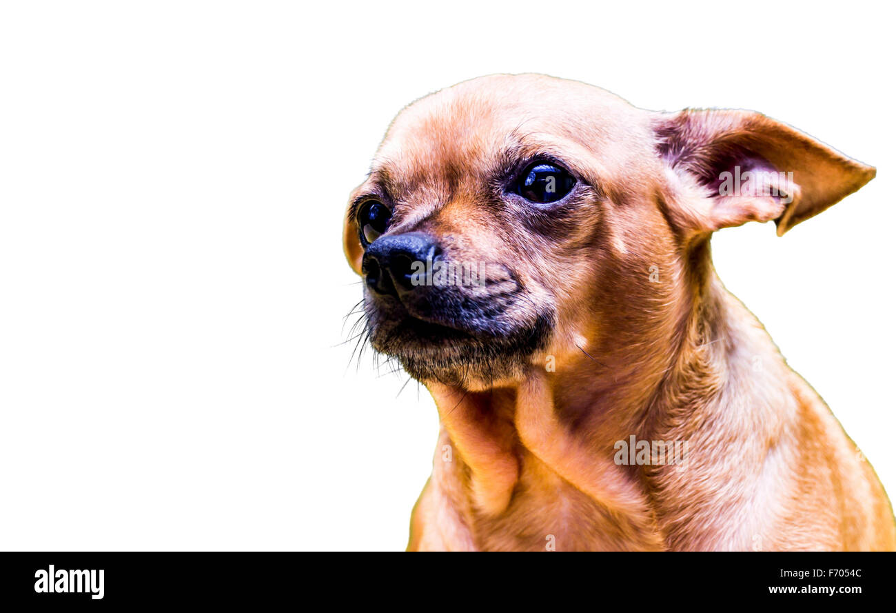 Close up shot of chihuahua dog in front of a white background looking upward to the side Stock Photo