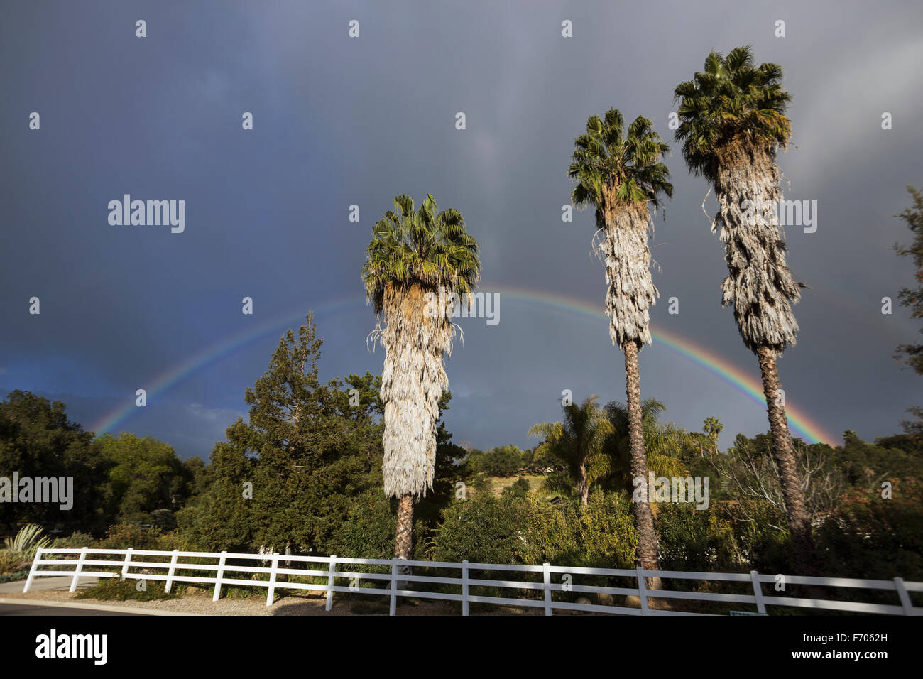 Oak View, California, USA, March 1, 2015, full rainbow over rain storm in Ojai Valley, 3 Palm Trees Stock Photo