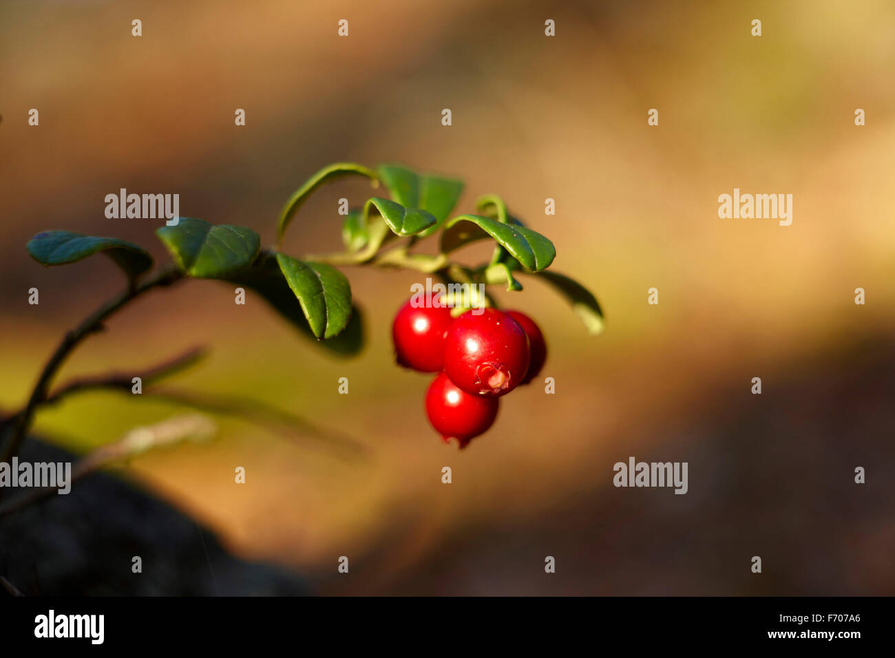 Lingonberry is a health bomb Stock Photo