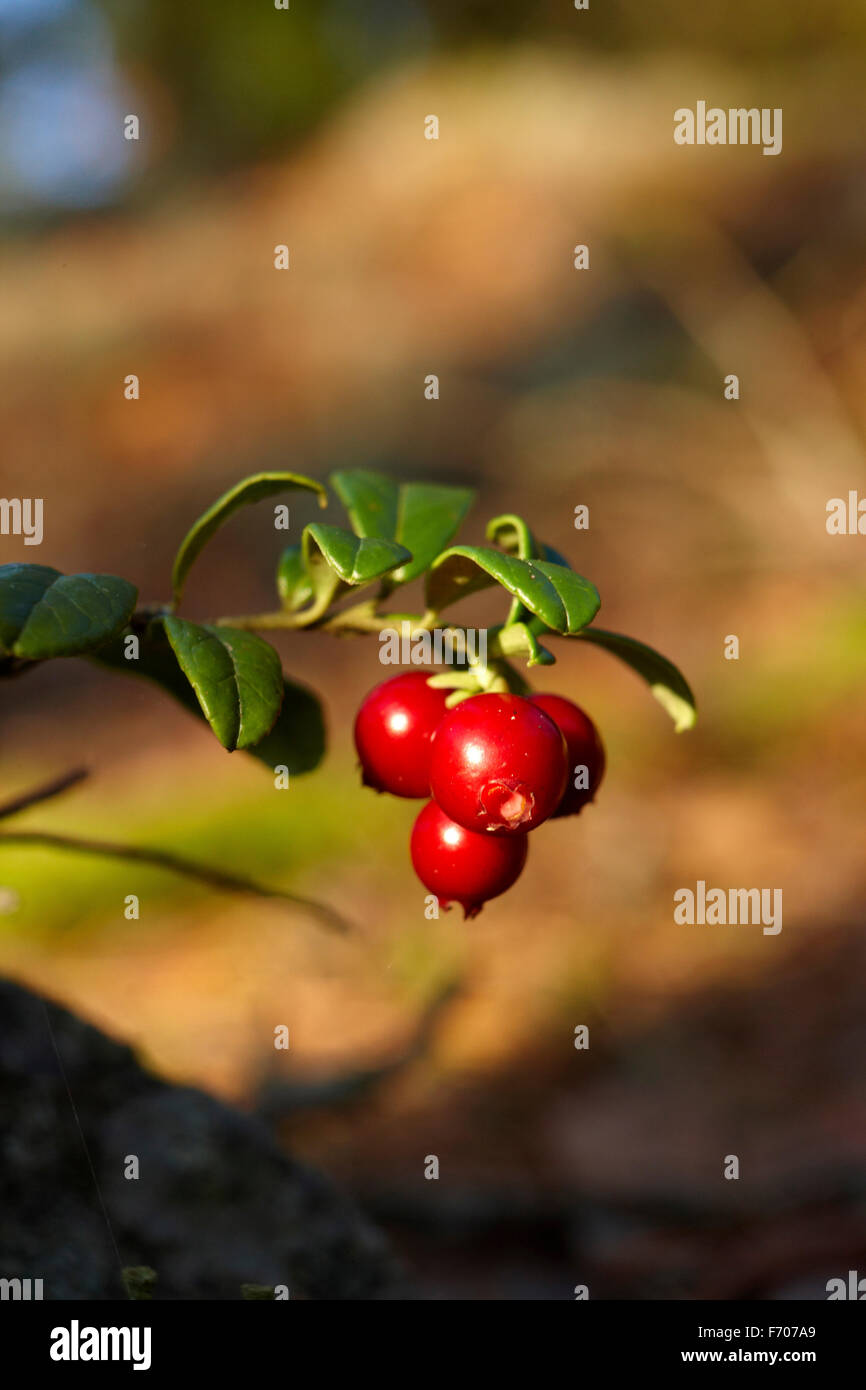 Lingonberry is a health bomb Stock Photo