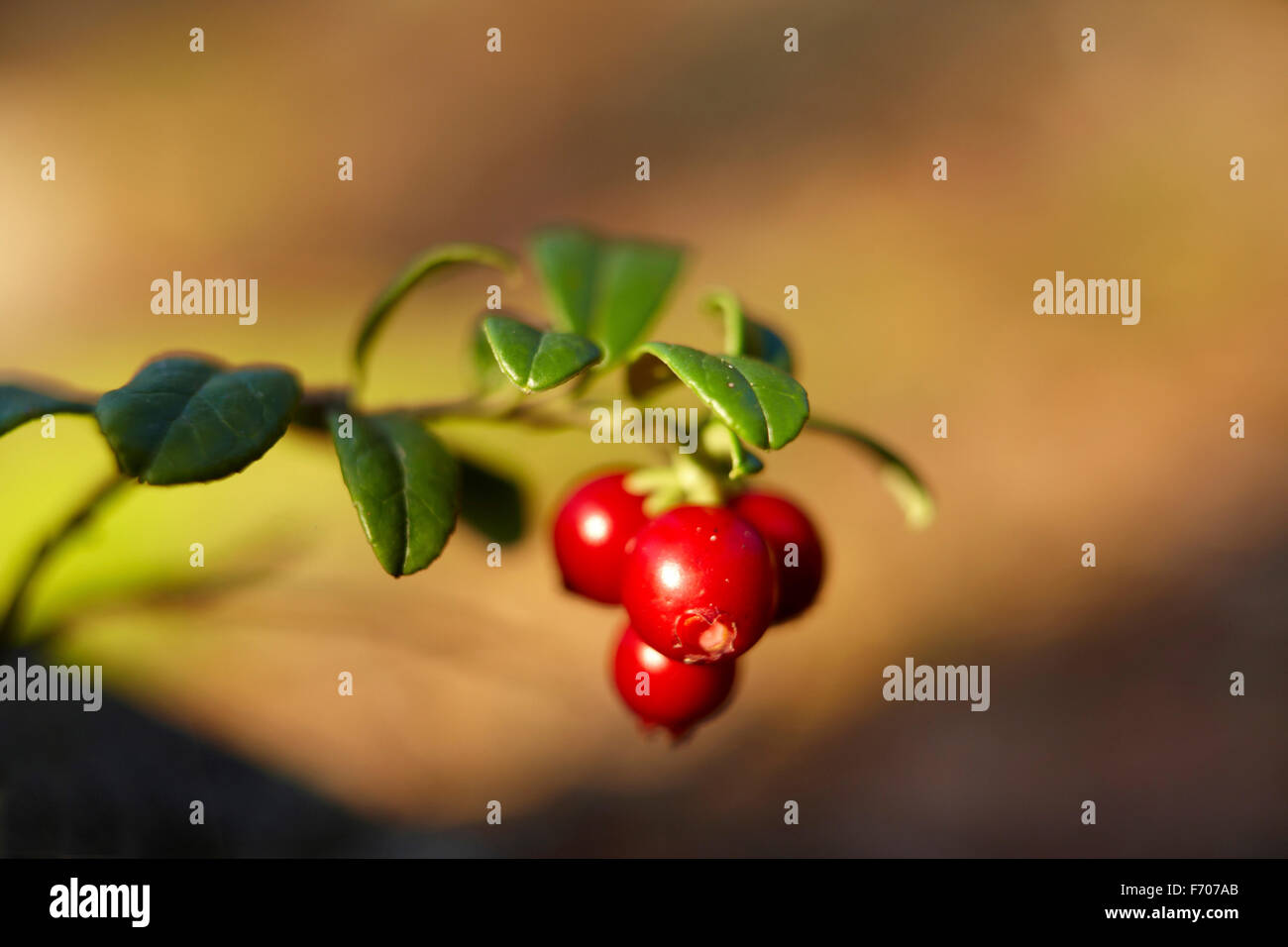 Lingonberry is a health bomb Stock Photo