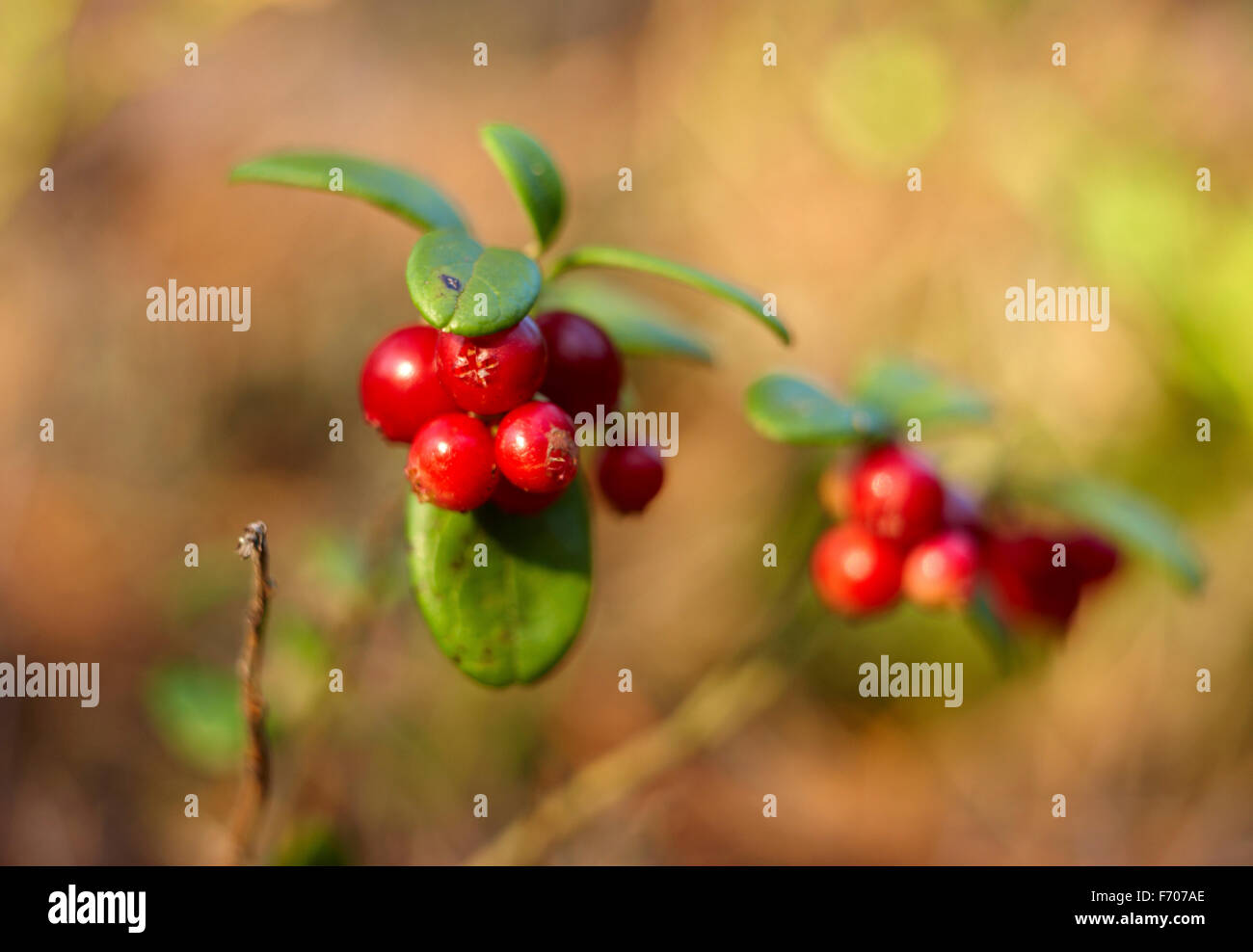 Lingonberry is a health bomb Stock Photo