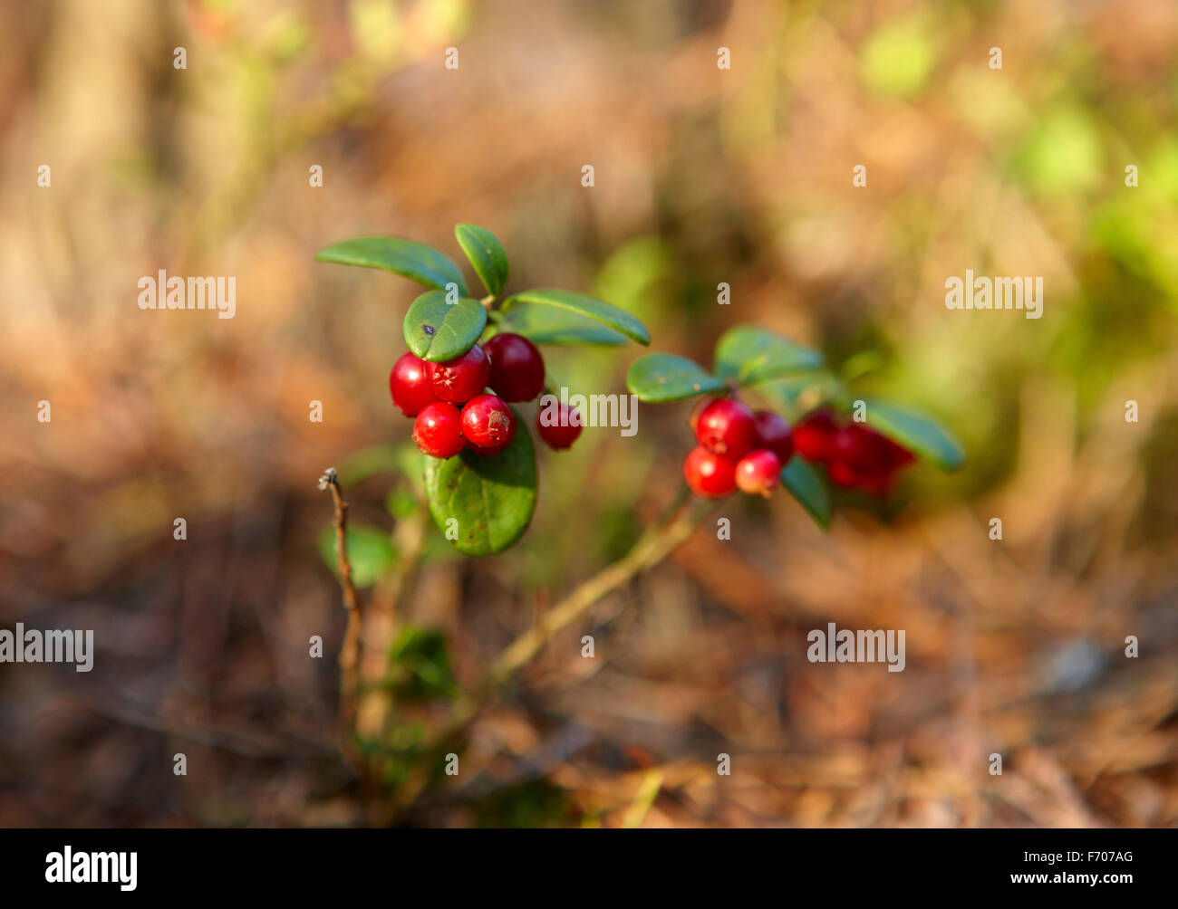 Lingonberry is a health bomb Stock Photo