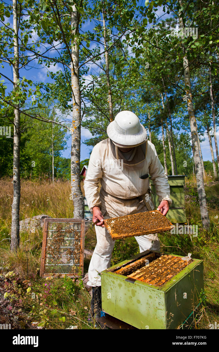 Diligent bees hi-res stock photography and images - Alamy