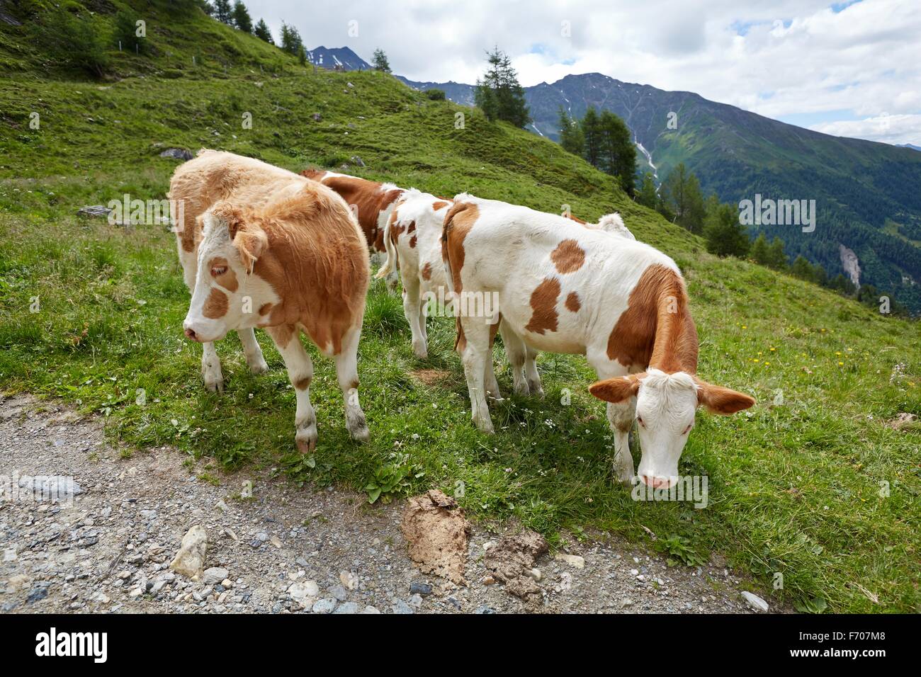 Cows grazing on the hillside Stock Photo