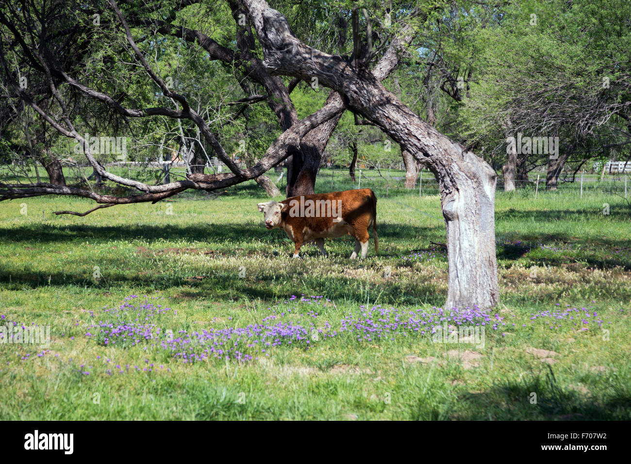 Arizona, Tucson, USA, April 8, 2015, cow in spring field with purple flowers Stock Photo