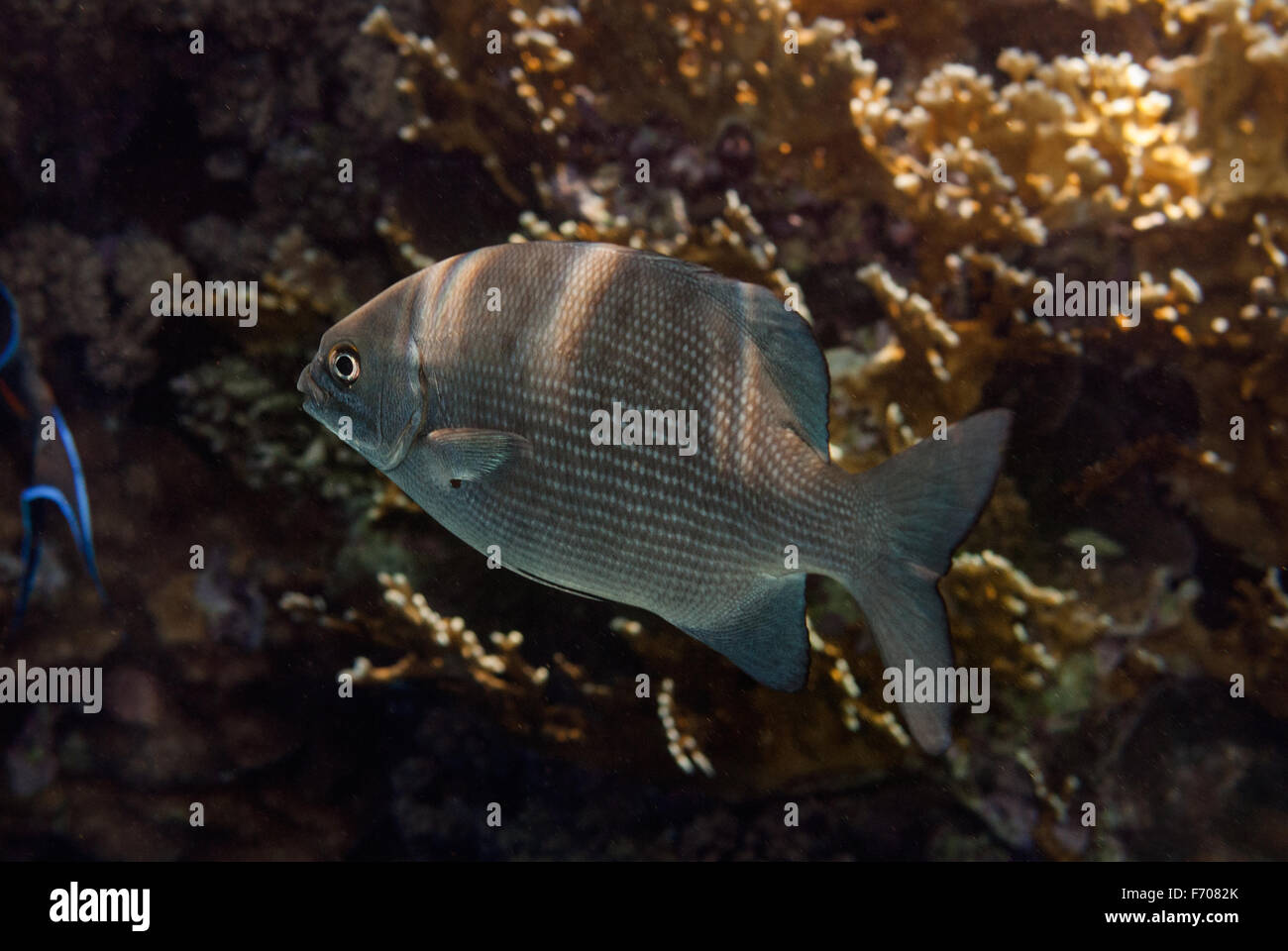 Snubnose rudderfish, Kyphosus cinerascens, Kyphosidae, Sharm el Sheikh, Red Sea, Egypt Stock Photo