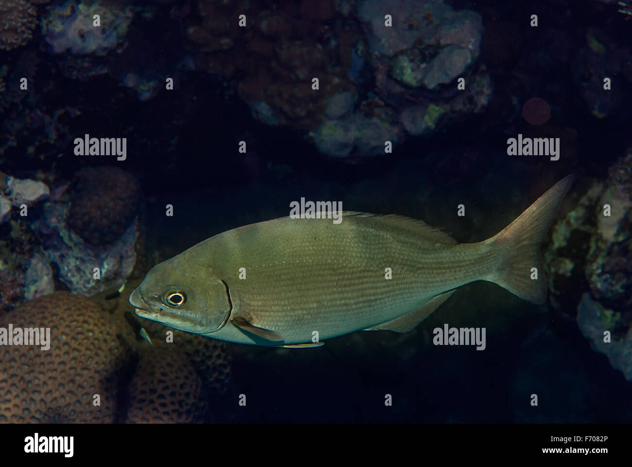 Snubnose rudderfish, Kyphosus cinerascens, Kyphosidae, Sharm el Sheikh, Red Sea, Egypt Stock Photo