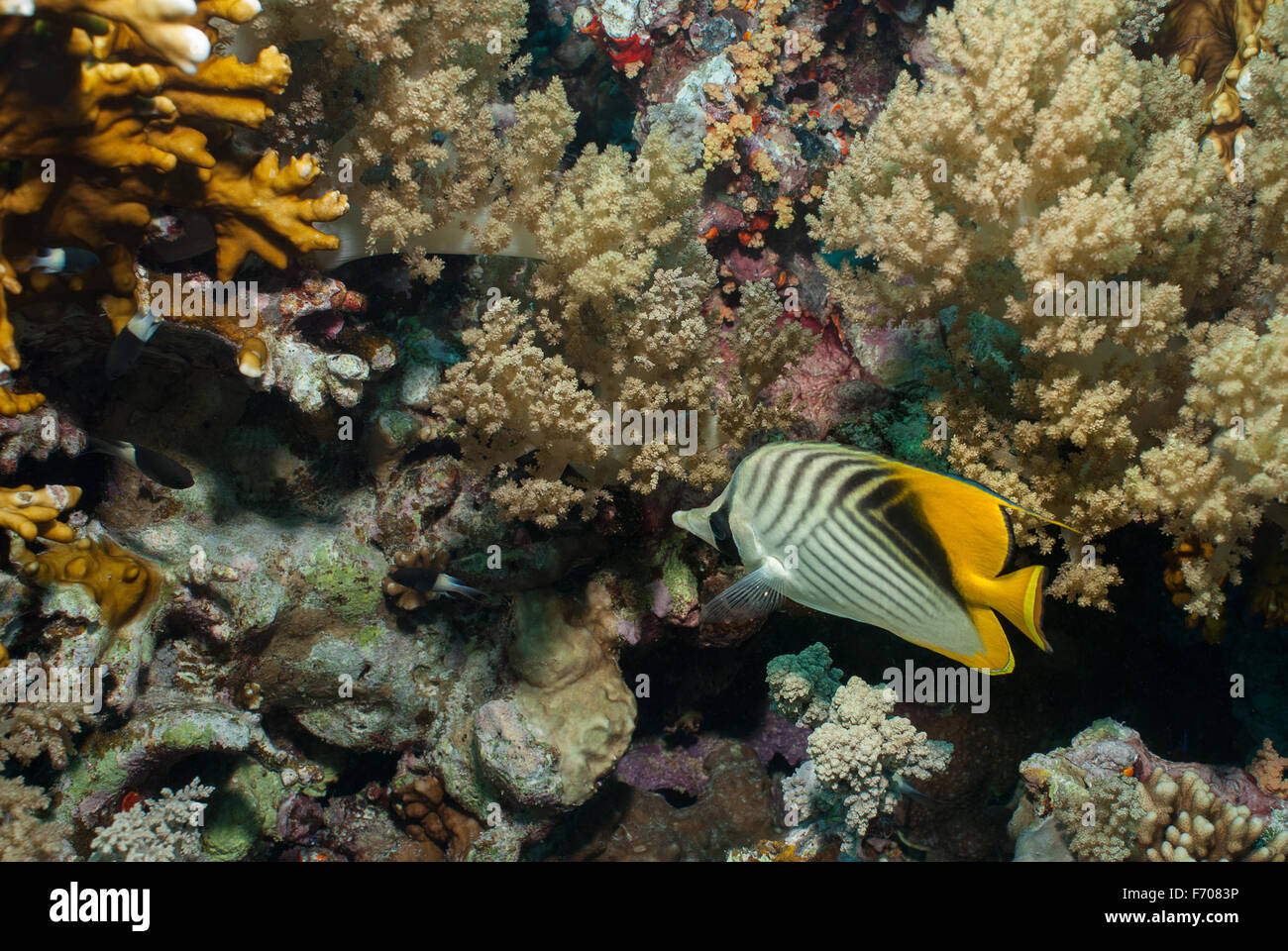 Treadfin Butterflyfish, Chaetodon auriga, Chaetodontidae, Red Sea, Sharm el-Sheikh, Egypt Stock Photo