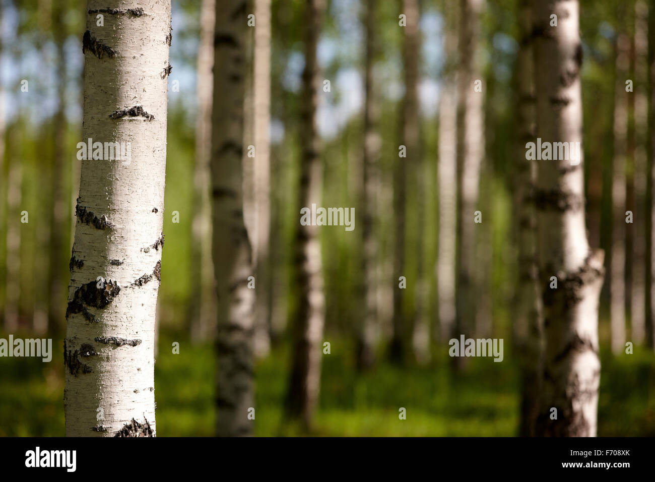 Beautiful birch forest on summer finland Stock Photo - Alamy