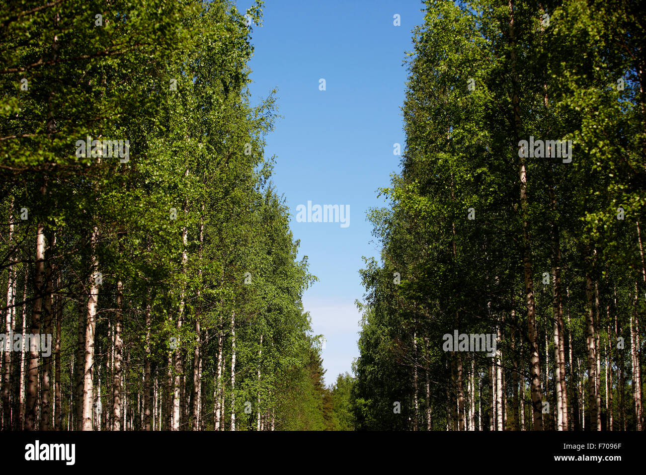 Beautiful old birch tree hi-res stock photography and images - Alamy