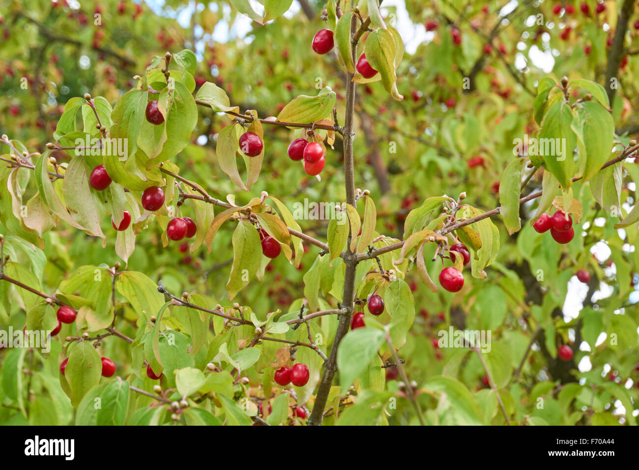 Cornelian cherry, European cornel or dogwood ,Cornus mas Stock Photo