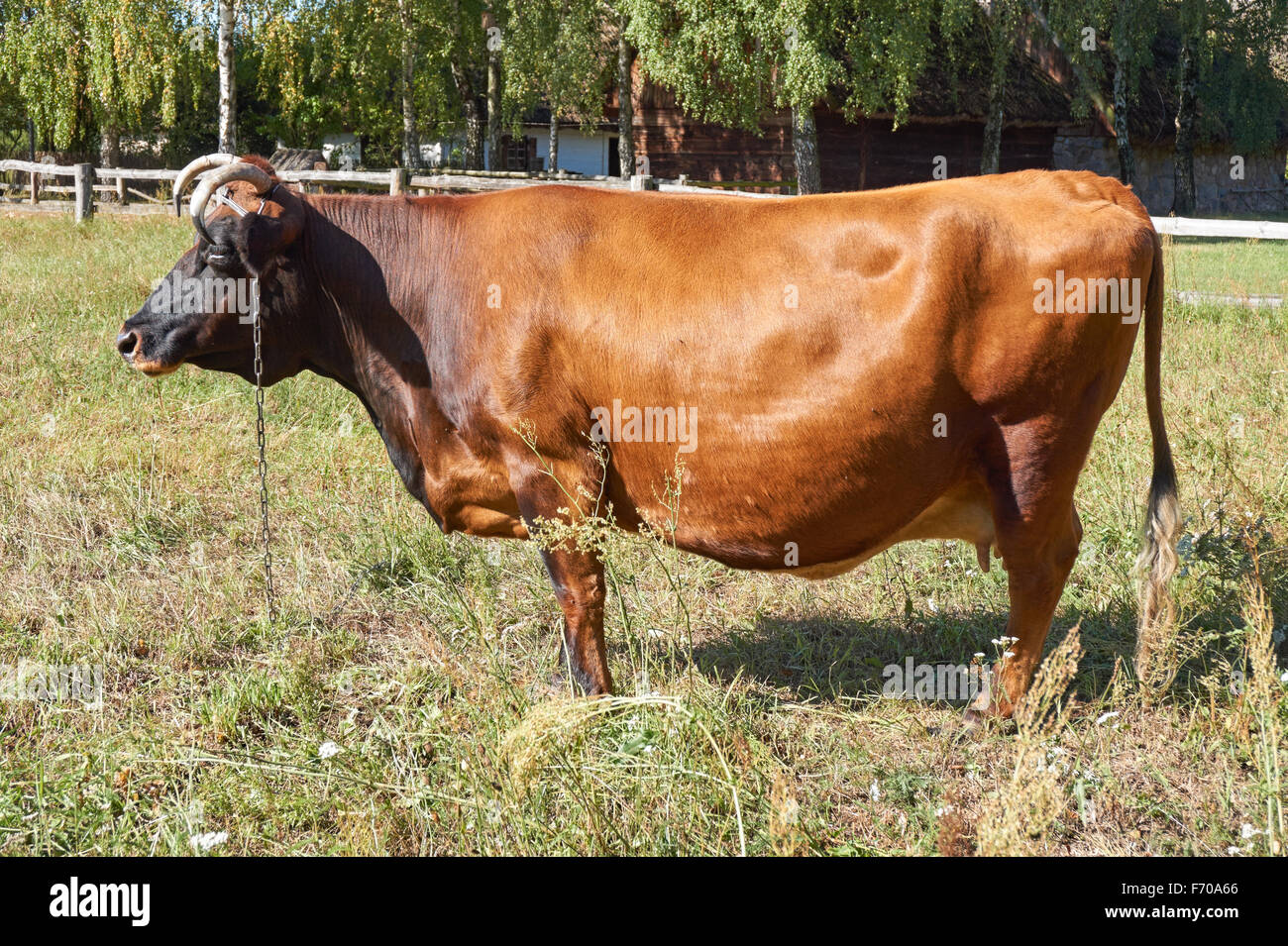 The Polish Red cattle breed, Poland Stock Photo - Alamy