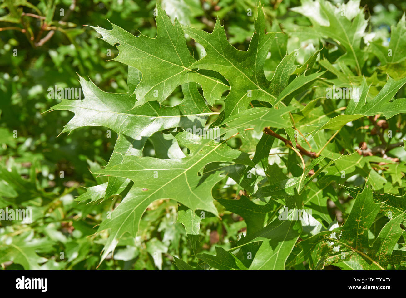 scarlet oak, Quercus coccinea, green leaves close up Stock Photo