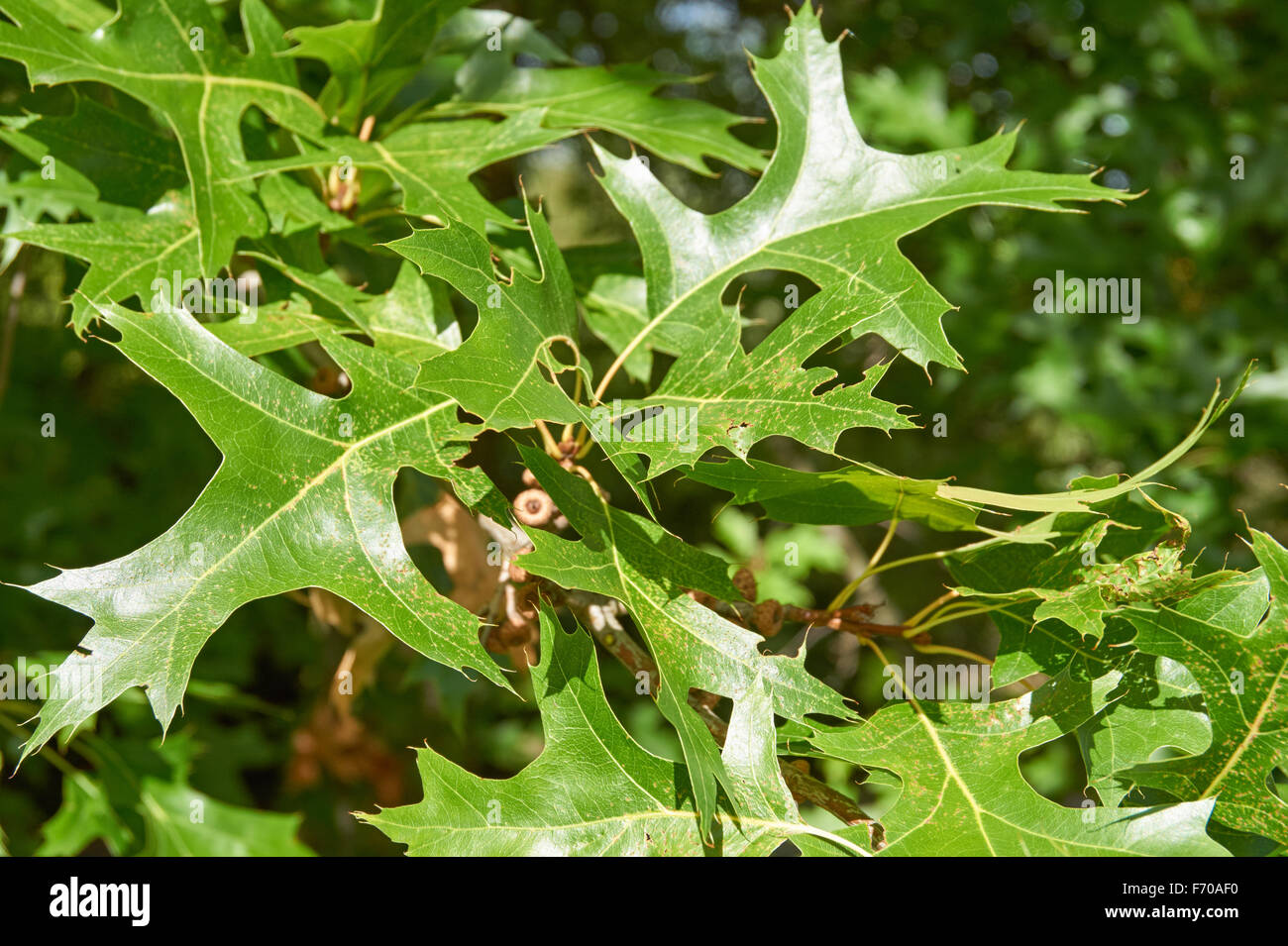 scarlet oak, Quercus coccinea, green leaves close up Stock Photo