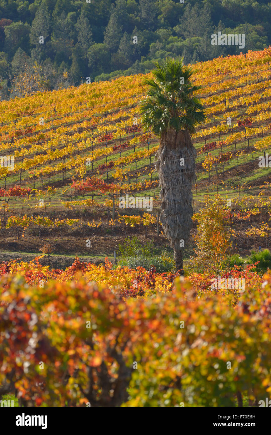 Vineyards in Dry Creek Valley AVA, Healdsburg CA Stock Photo Alamy