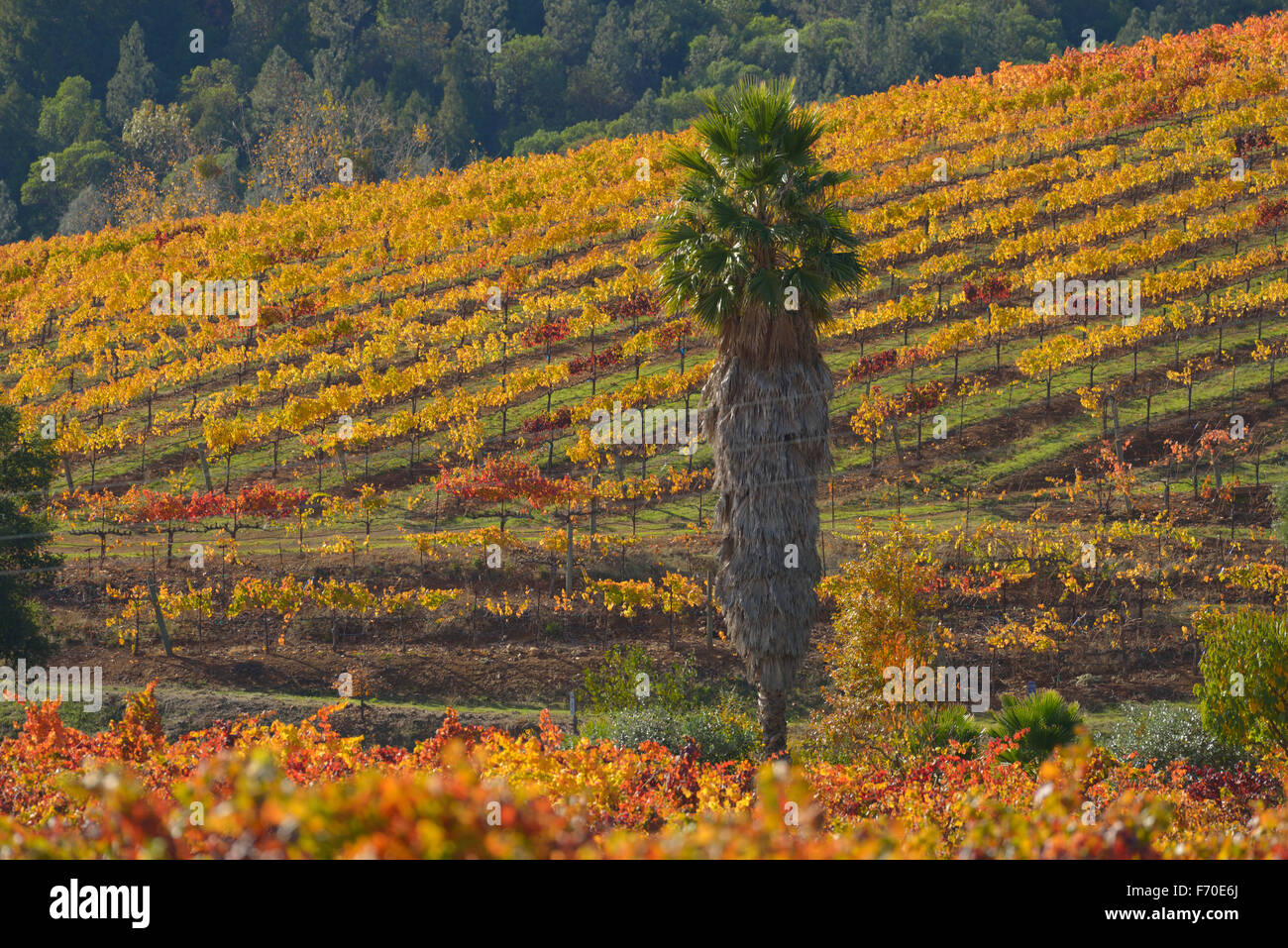 Vineyards in Dry Creek Valley AVA, Healdsburg CA Stock Photo Alamy