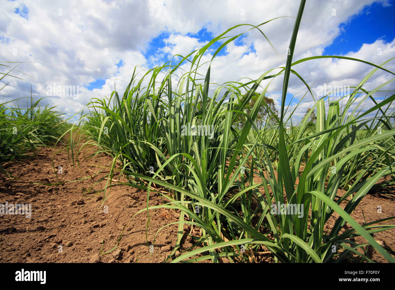 Sugar cane growing hires stock photography and images Alamy
