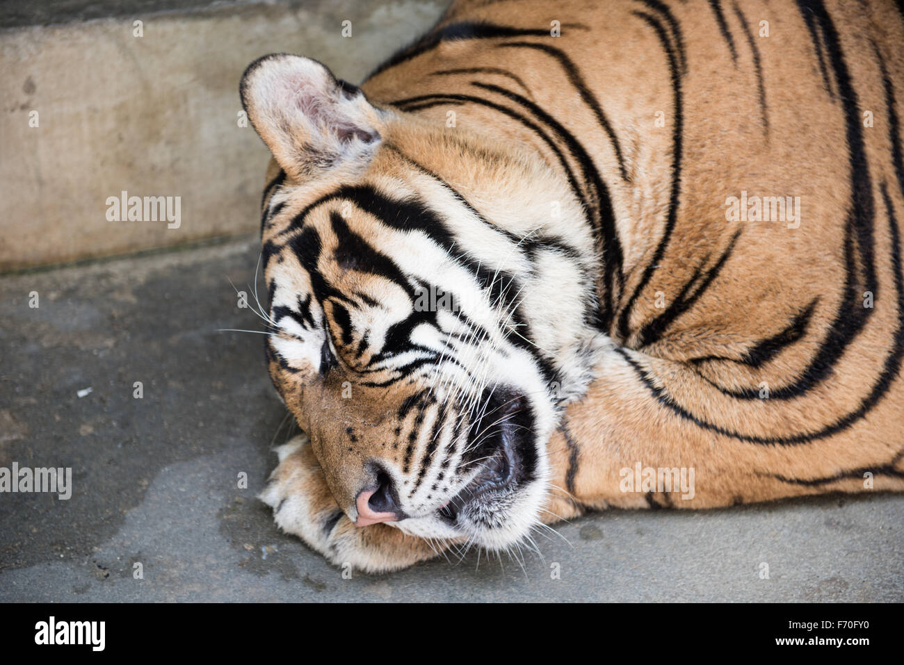 Tiger Sleeping in a Kingdom Stock Photo
