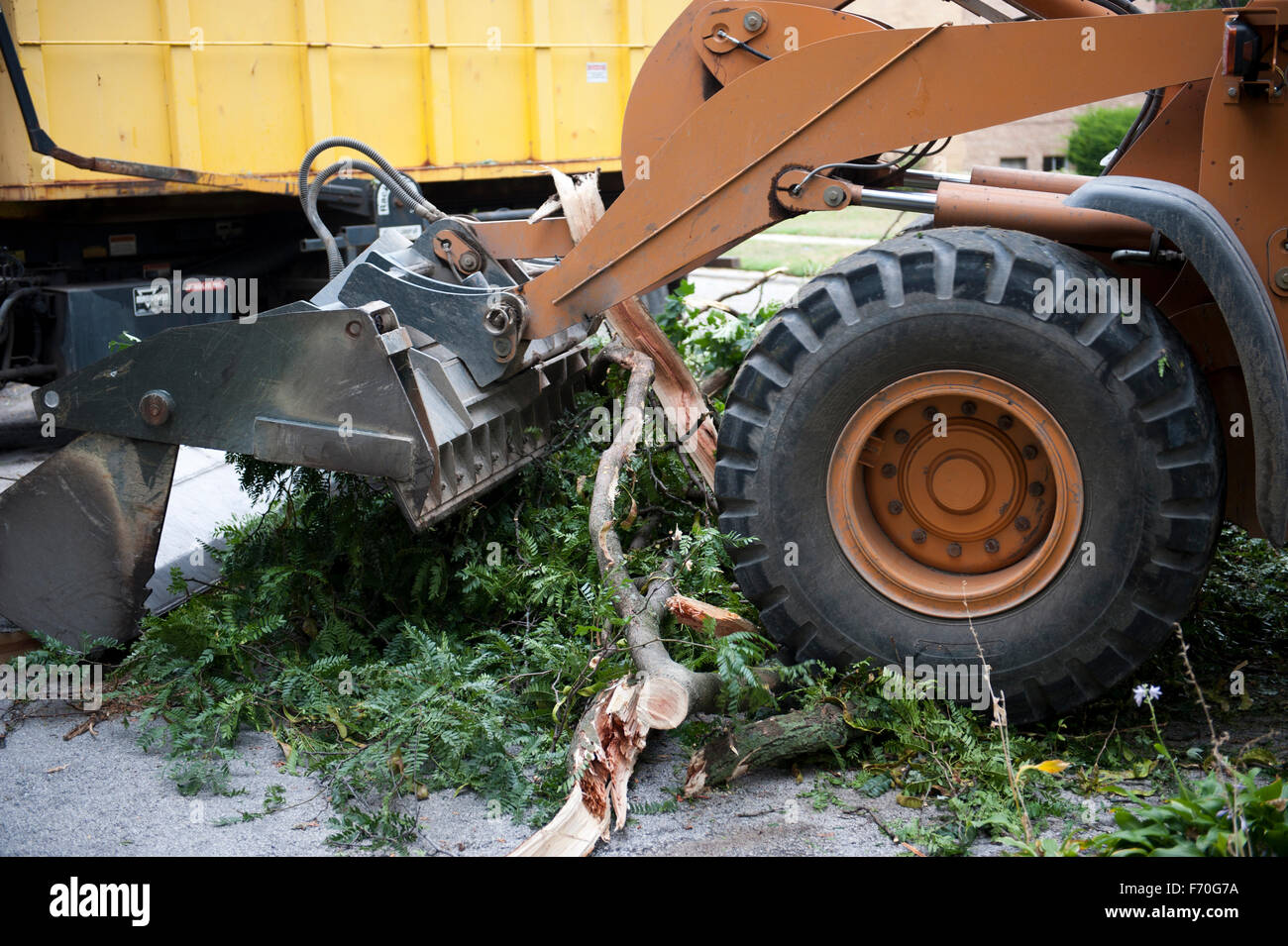 Branch Removal Stock Photo