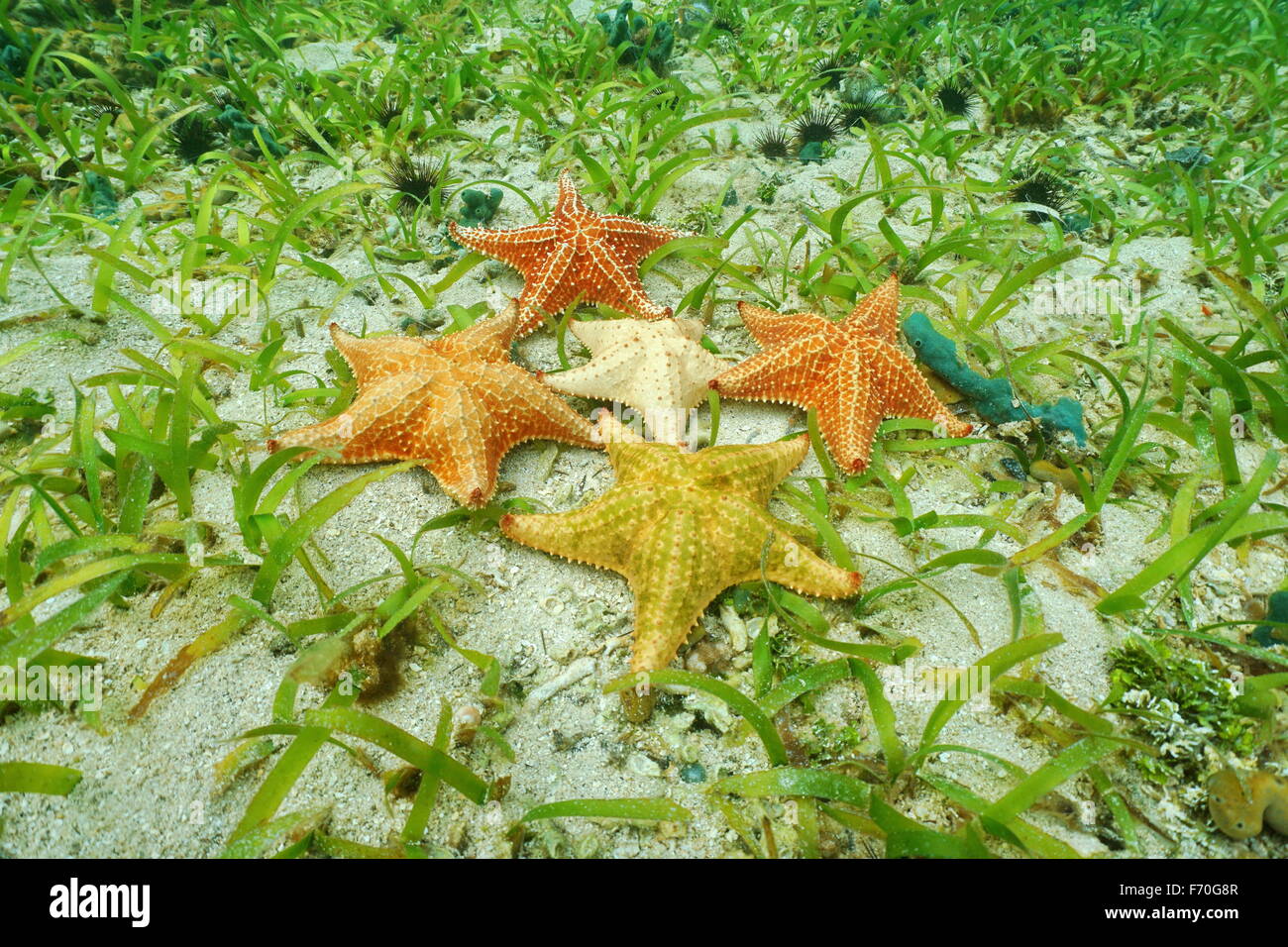 Five Cushion starfish underwater with different colors on ocean floor with sand and sea grass, Atlantic ocean, Bahamas Stock Photo