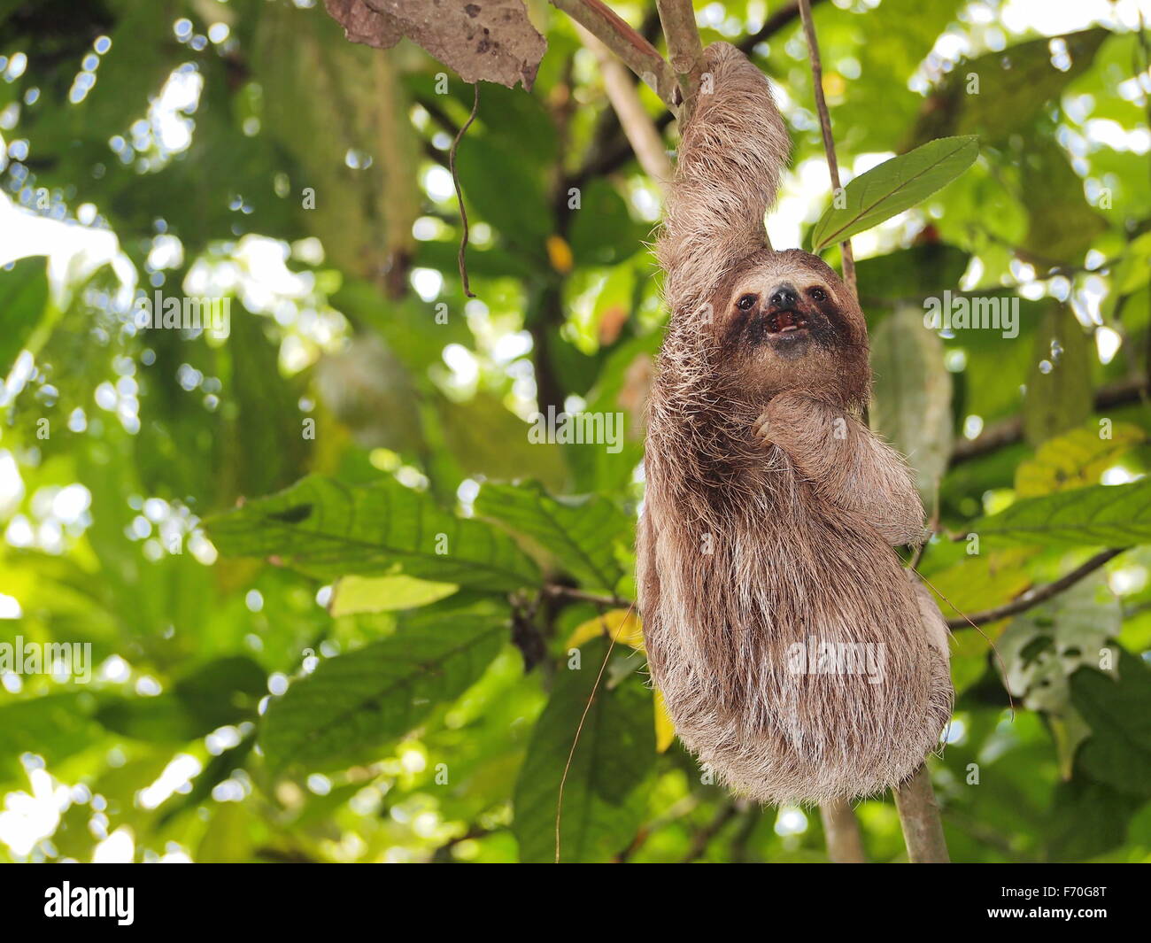 Funny young sloth hanging from a branch in the jungle of Central America, Panama Stock Photo