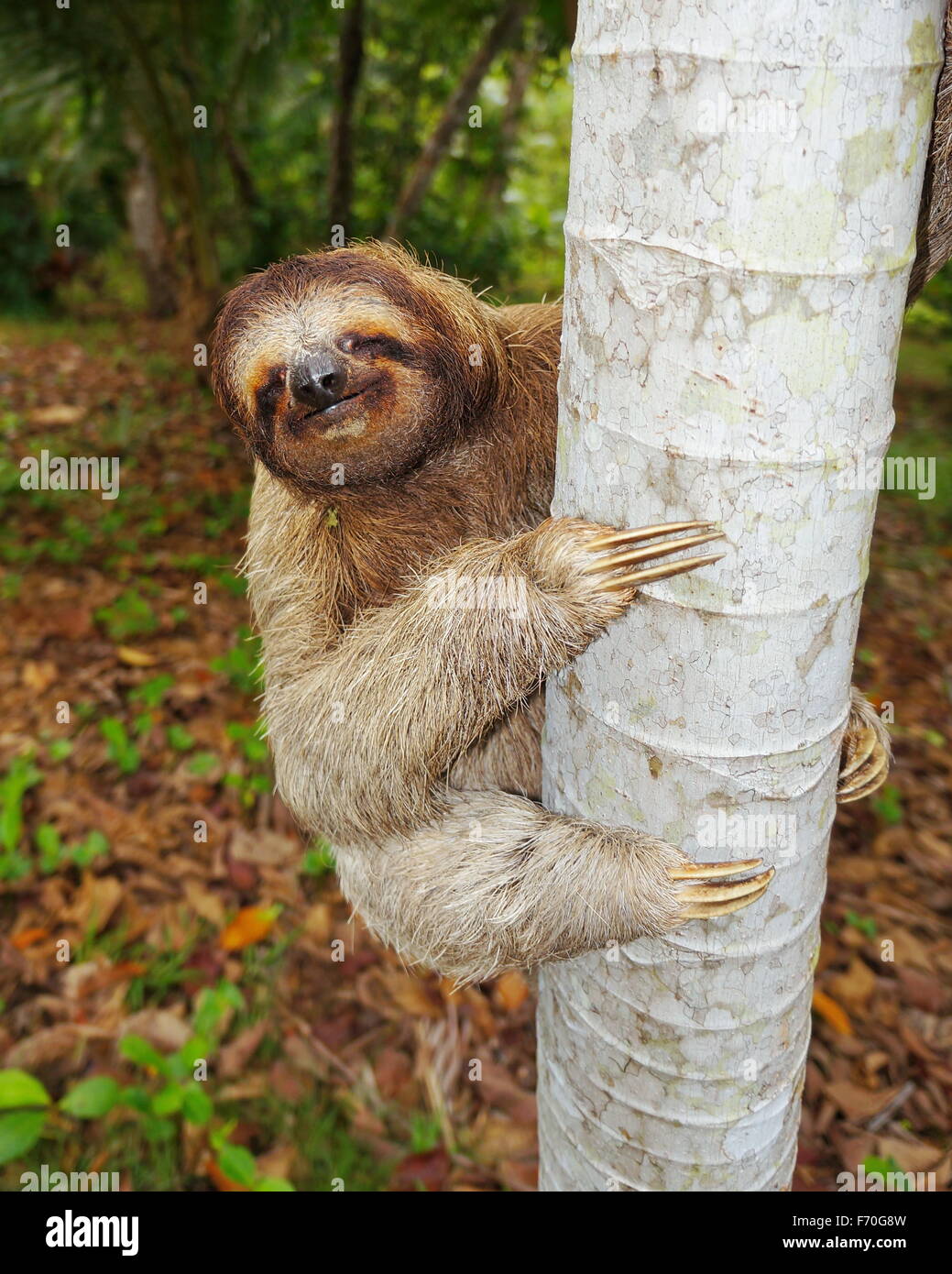 Funny brown-throated three-toed sloth climbing on tree trunk, Central America Stock Photo