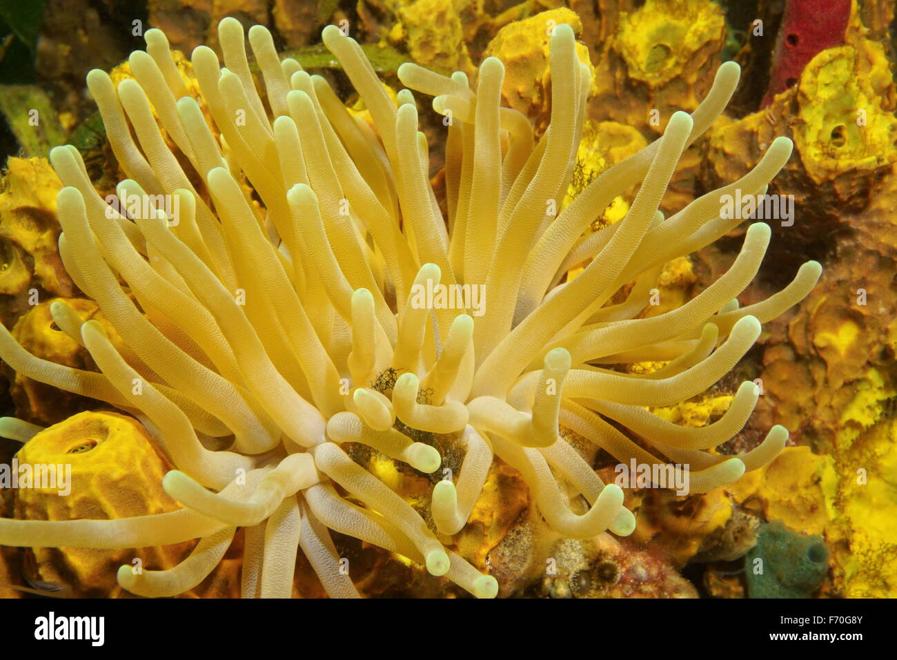Underwater life, giant anemone, Condylactis gigantea, Caribbean sea, Panama Stock Photo