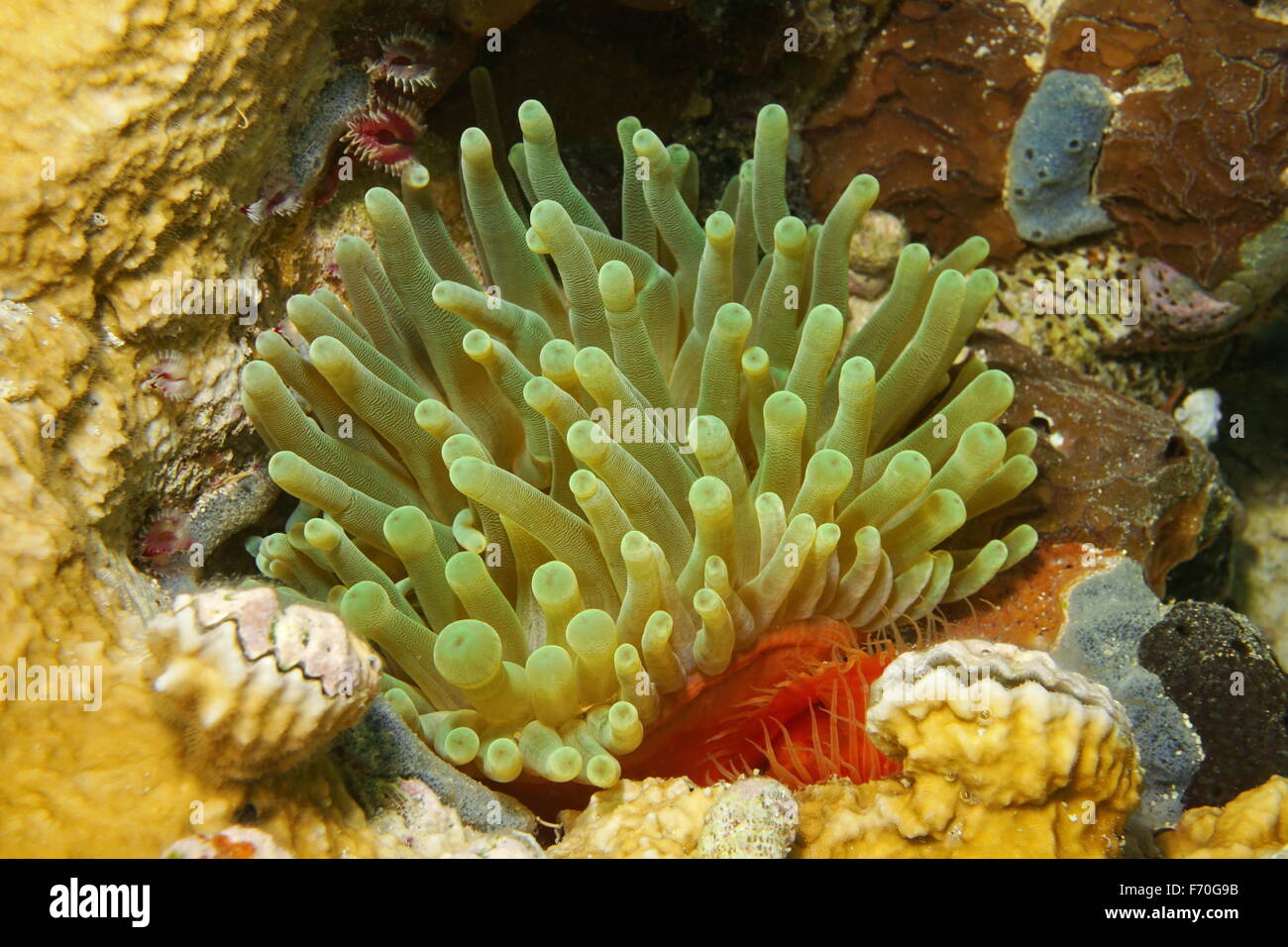 Sea life, giant anemone, Condylactis gigantea, in the Caribbean sea, Panama Stock Photo