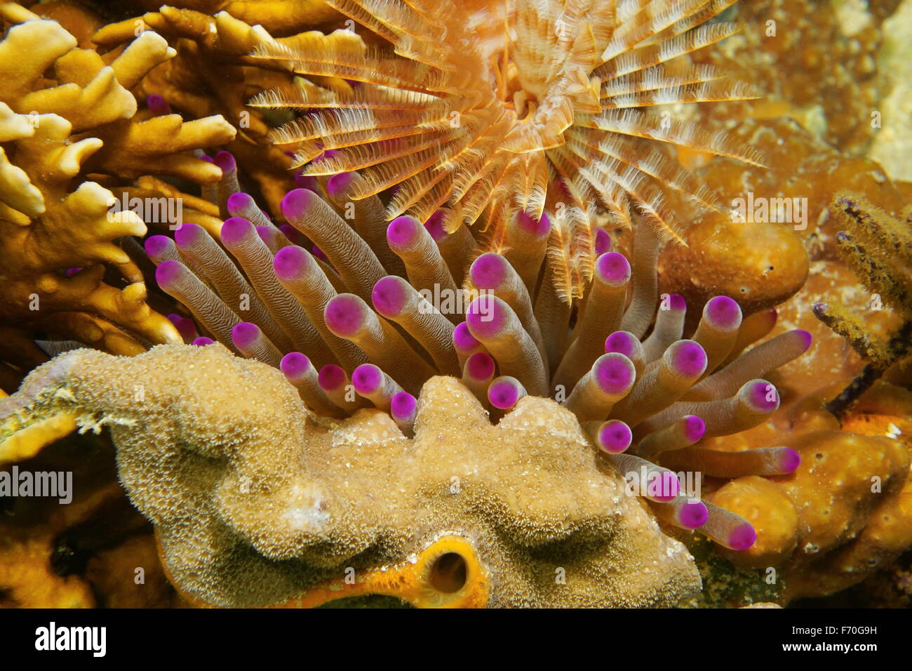 Underwater marine life, tentacles of giant Caribbean sea anemone between coral and a feather duster worm, Mexico Stock Photo