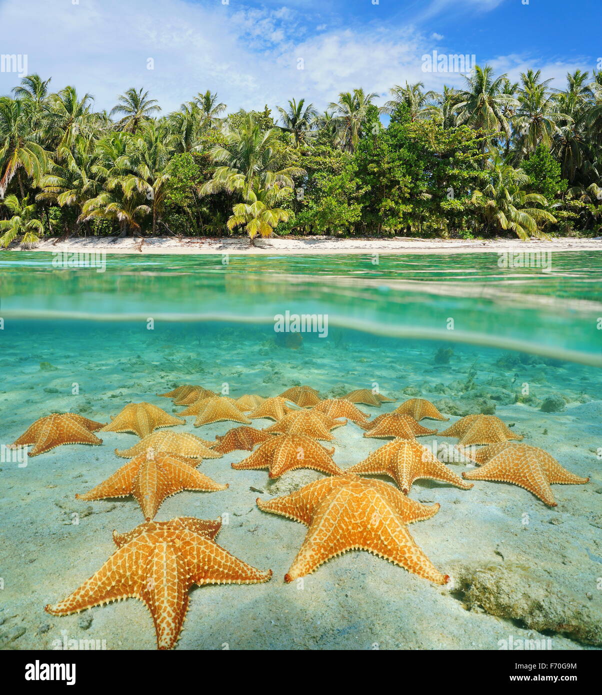 Above and below water surface near the shore of a tropical beach with many sea stars underwater on the ocean floor, Central Amer Stock Photo
