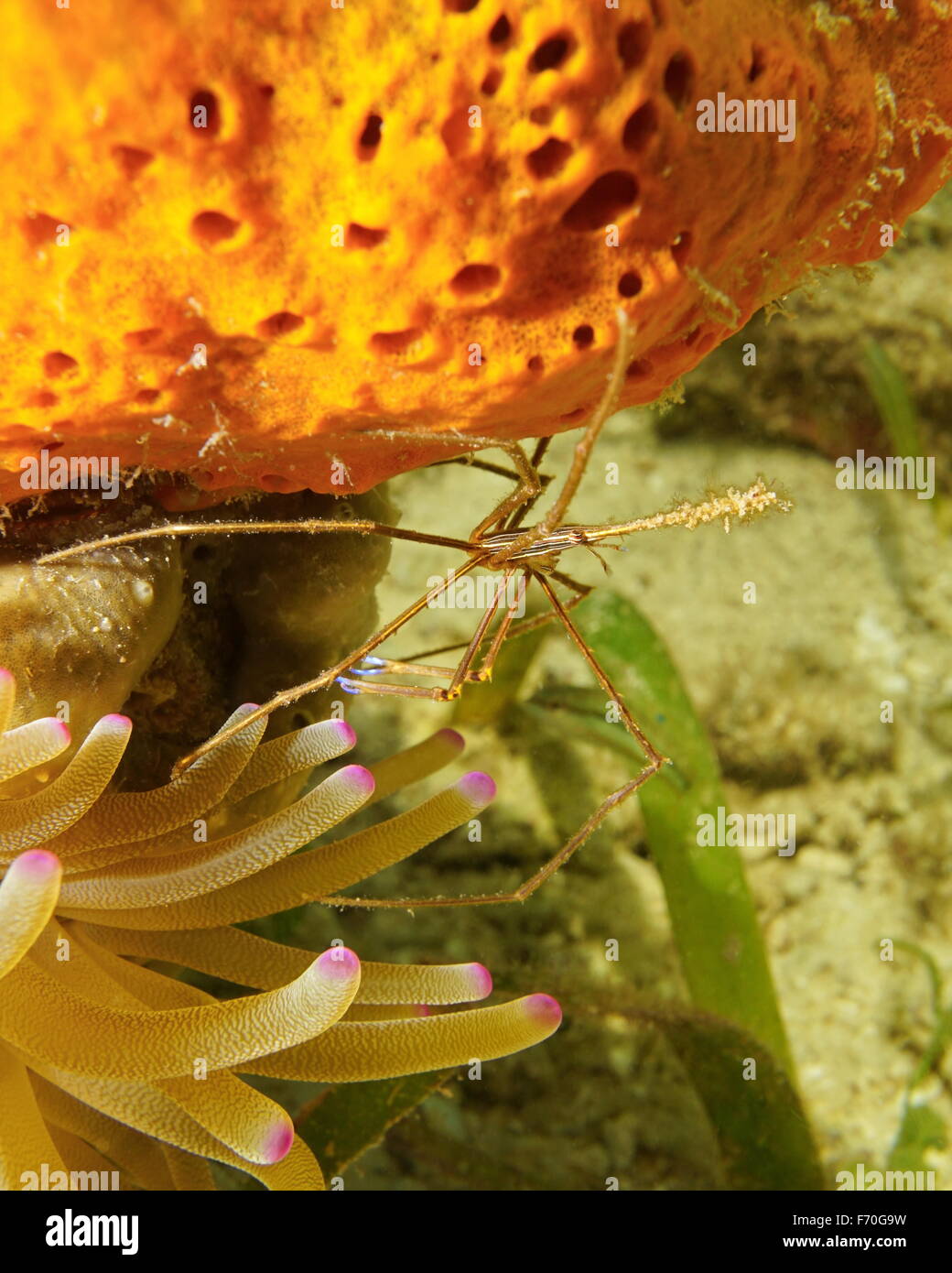Underwater marine life, a yellowline arrow crab, Stenorhynchus seticornis, between sponge and anemone, Caribbean sea Stock Photo