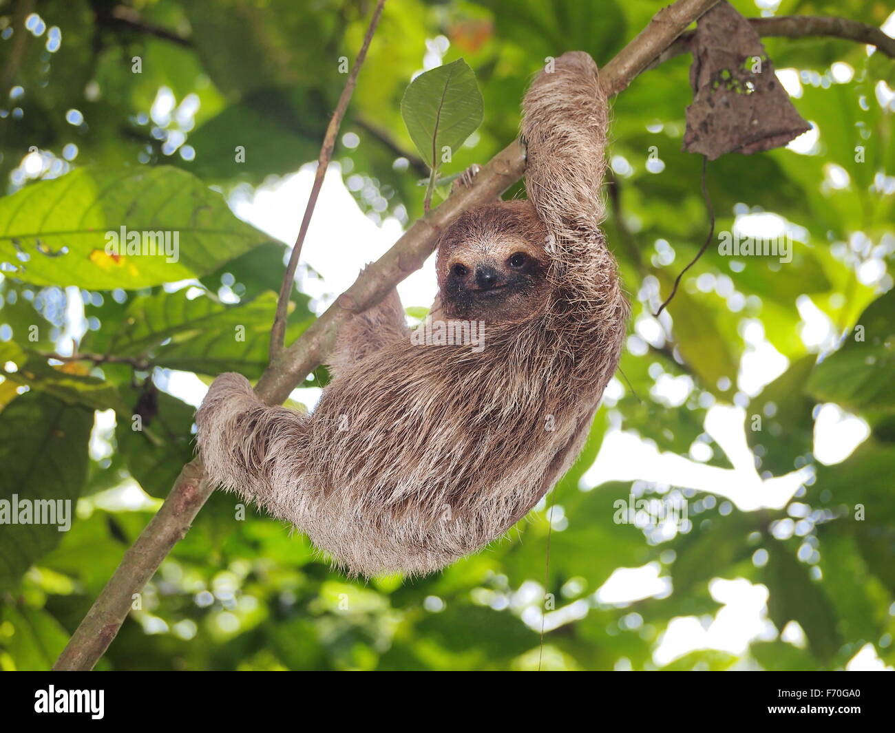 Young brown-throated three-toed sloth climbing on a branch in the jungle, Panama, Central America Stock Photo